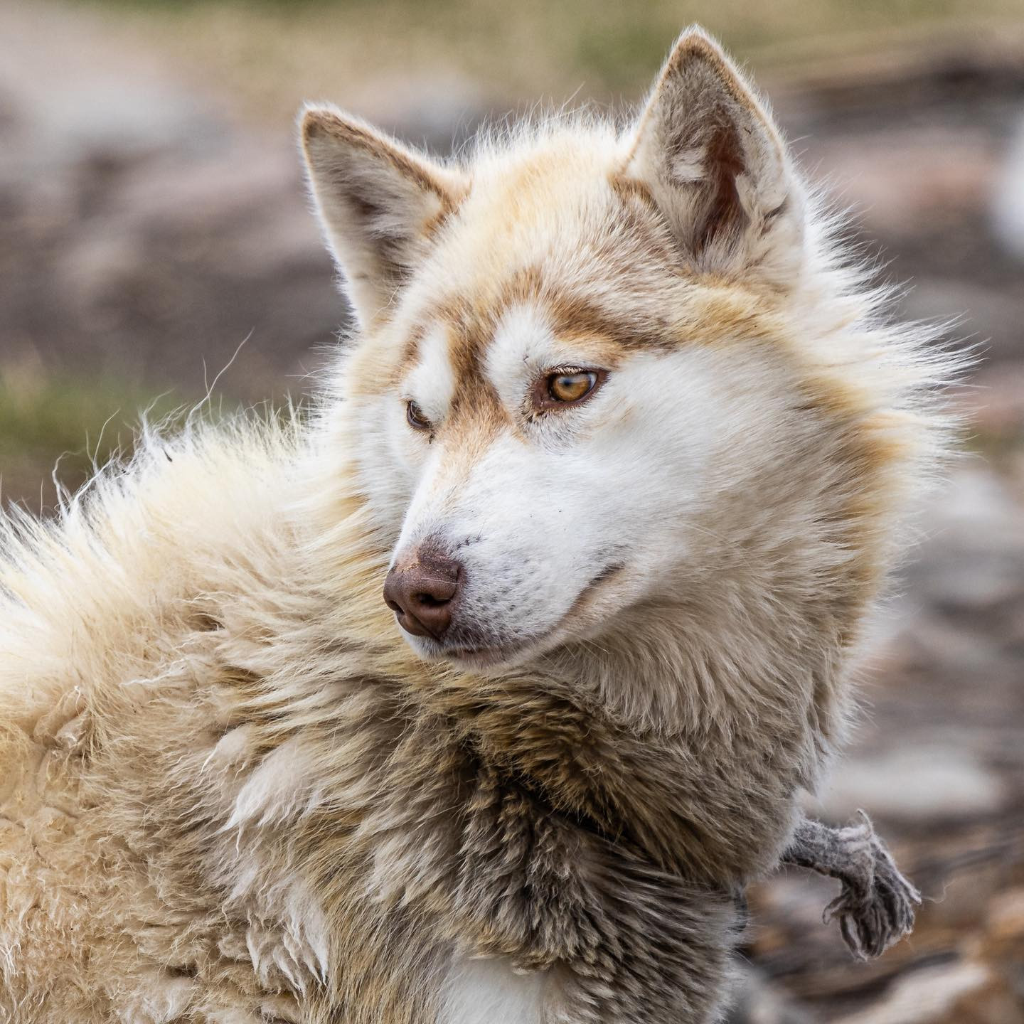 #greenlanddog #greenland #canoneosr6markii #eosr6markii #canon600mmf11