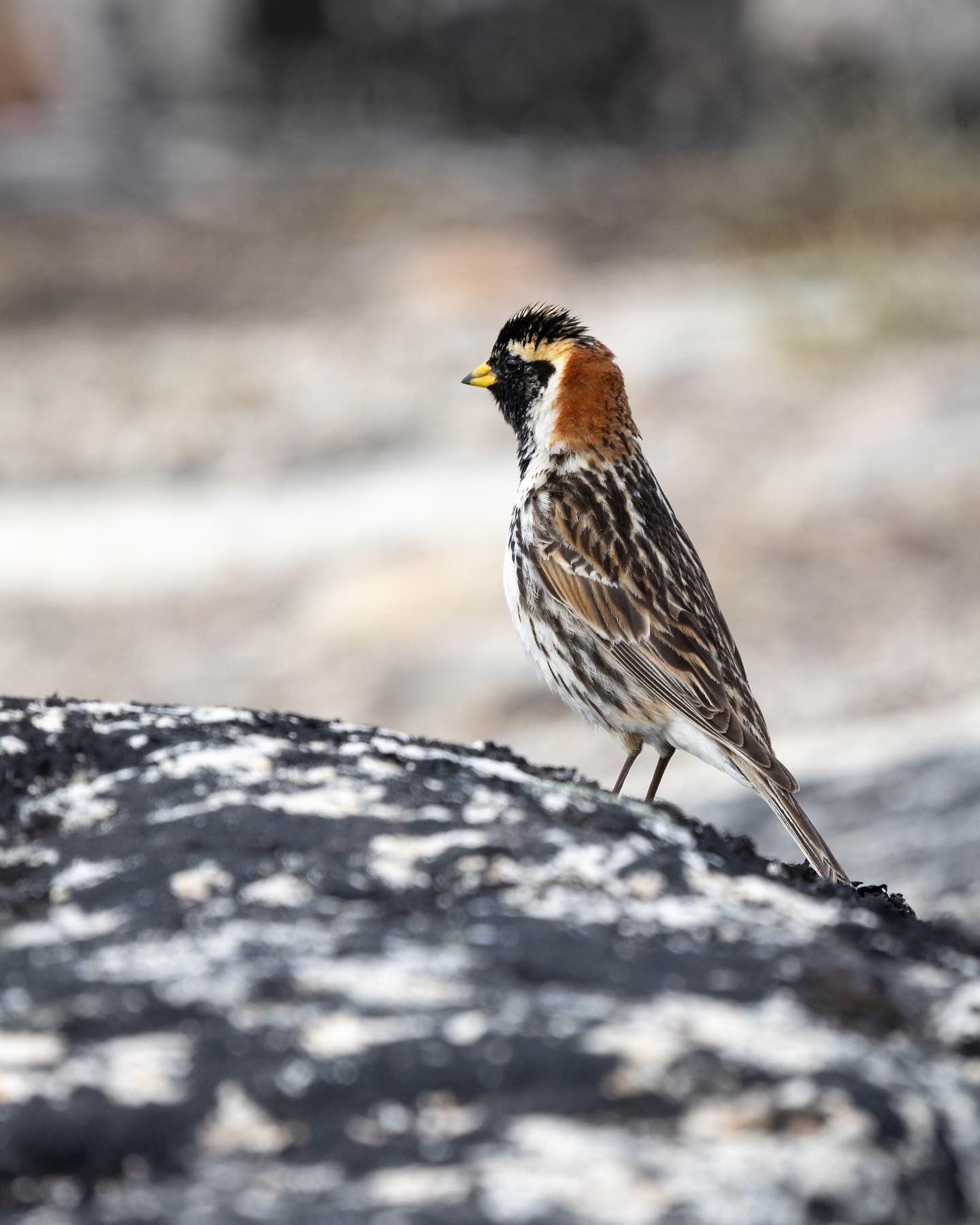 Lapland Longspur (Lapværling) #greenland #blrdsofinstagram #laplandlongspur #canoneosr6markii #eosr6markii #canon600mmf11 #birdphotography