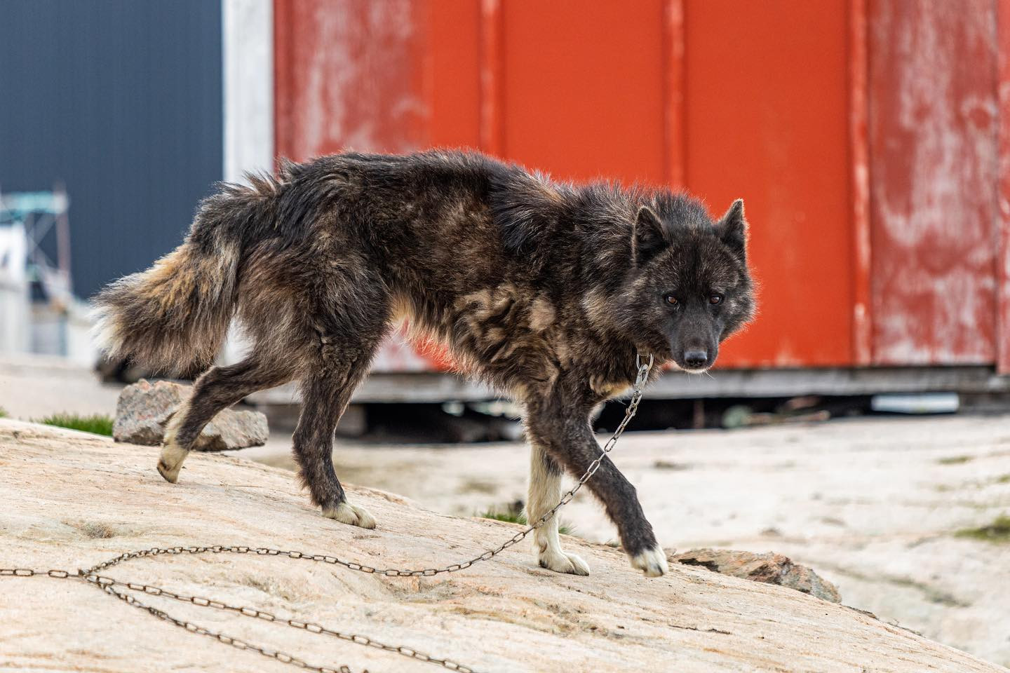 #greenlanddog #greenland #canoneosr6mii #eosr6markii #canon70300mm