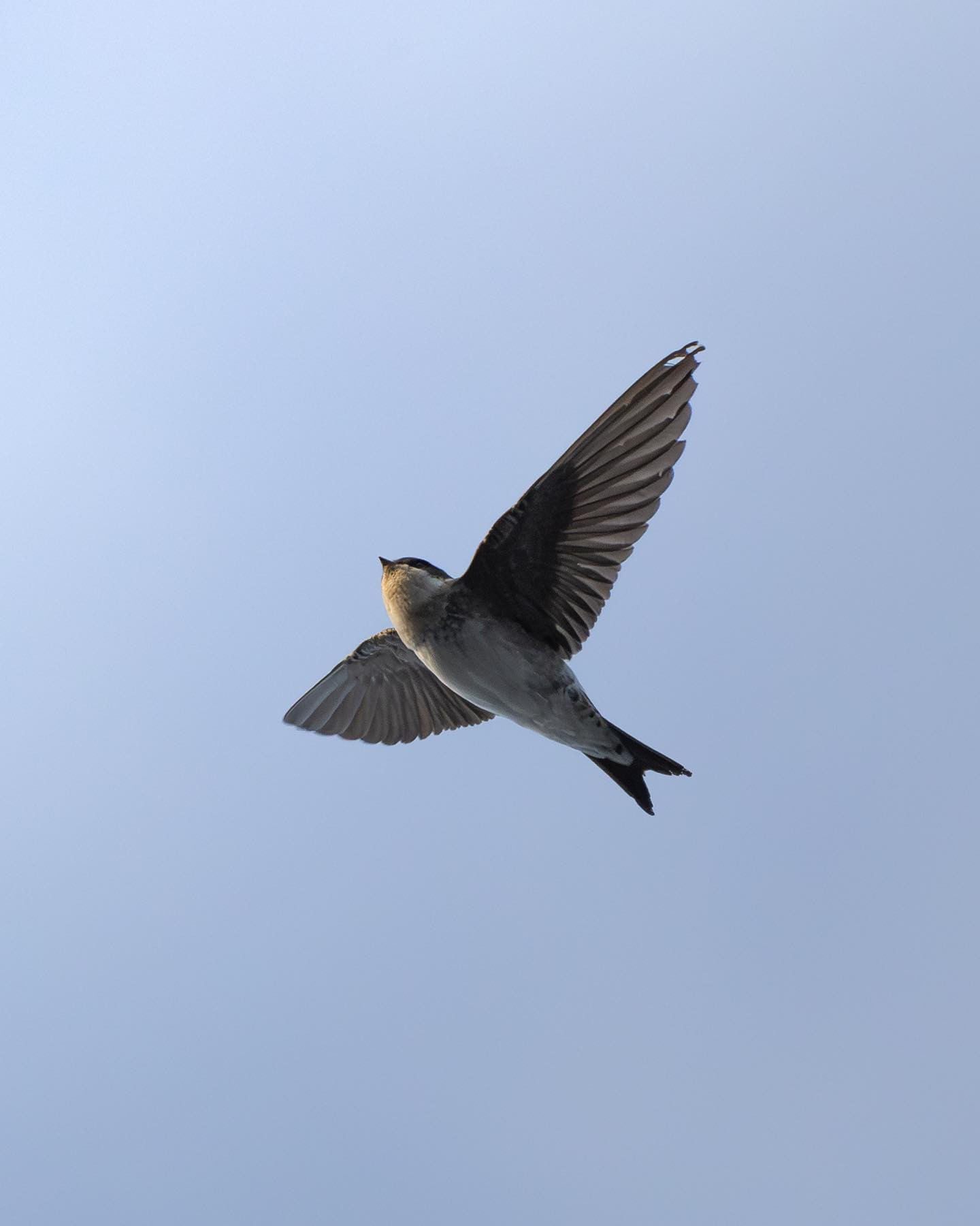Bank Swallow / Sand Martin (Digesvale) #sandmartin #bankswallow #birdsofinstagram #canoneosr6markii #eosr6markii #canon600mmf11 #birdphotography