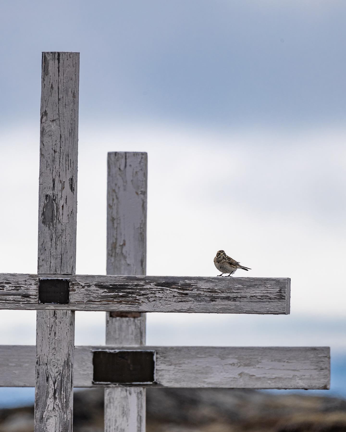 Lapland longspur watching over the dead at Ilimanaq cemetery. #greenland #canoneosr6markii #eosr6markii #canon600mmf11