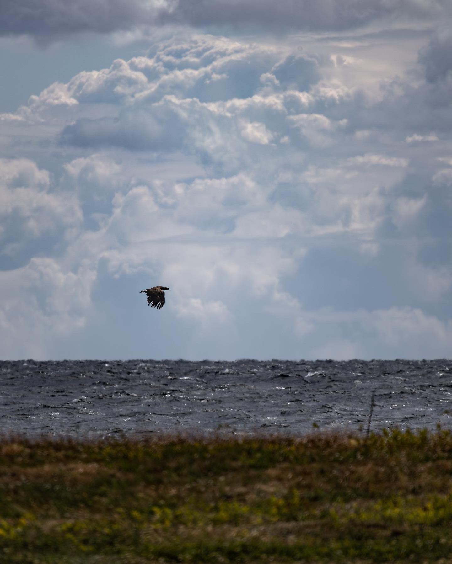 White-tailed Eagle / Sea Eagle cruising low above Smålandsfarvandet south of Knudshoved Odde. #seaeagle #canoneosr6markii #eosr6markii #canon600mmf11