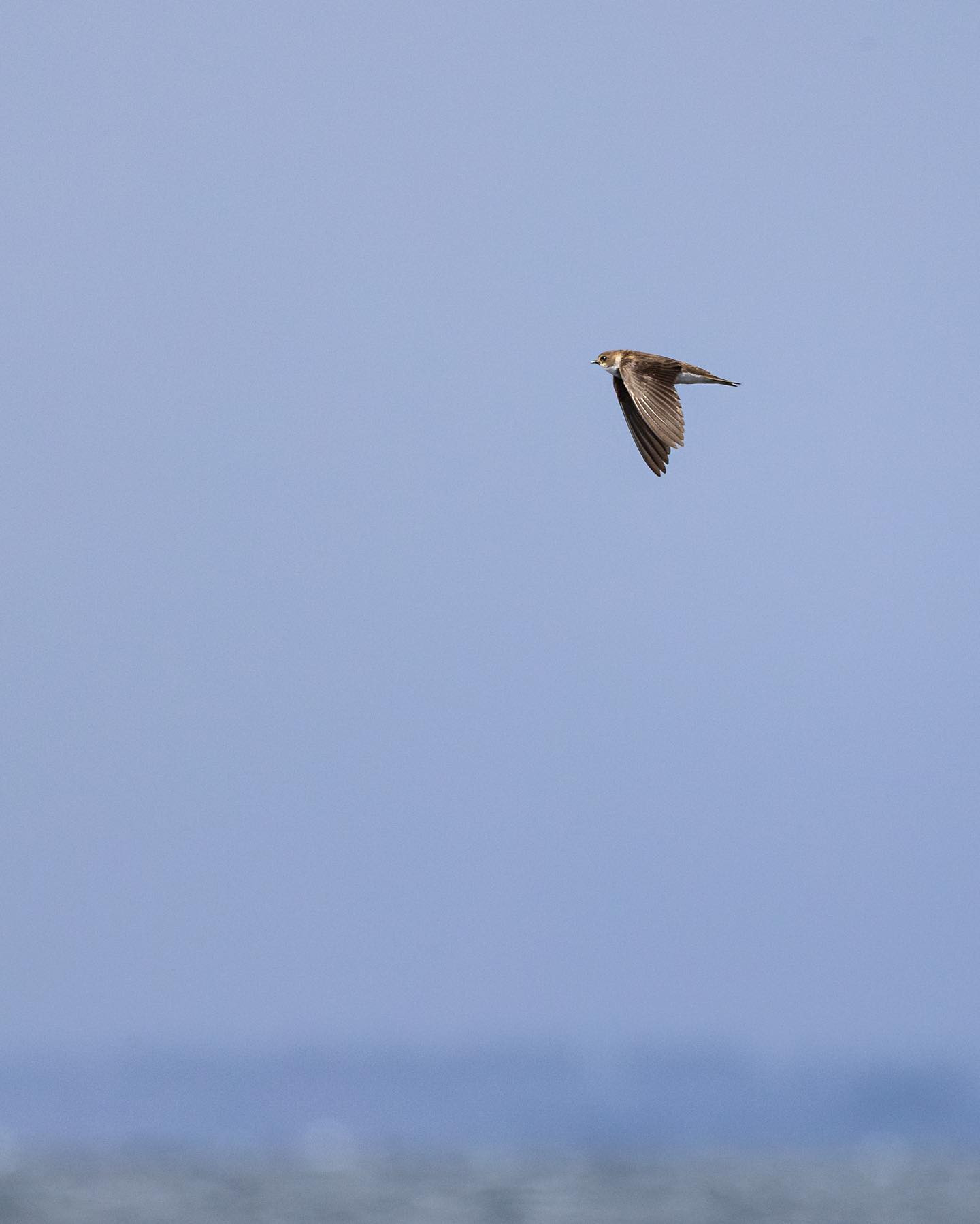 Bank Swallow / Sand Martin (Digesvale) #bankswallow #sandmartin #canoneosr6markii #eosr6markii #canon600mmf11