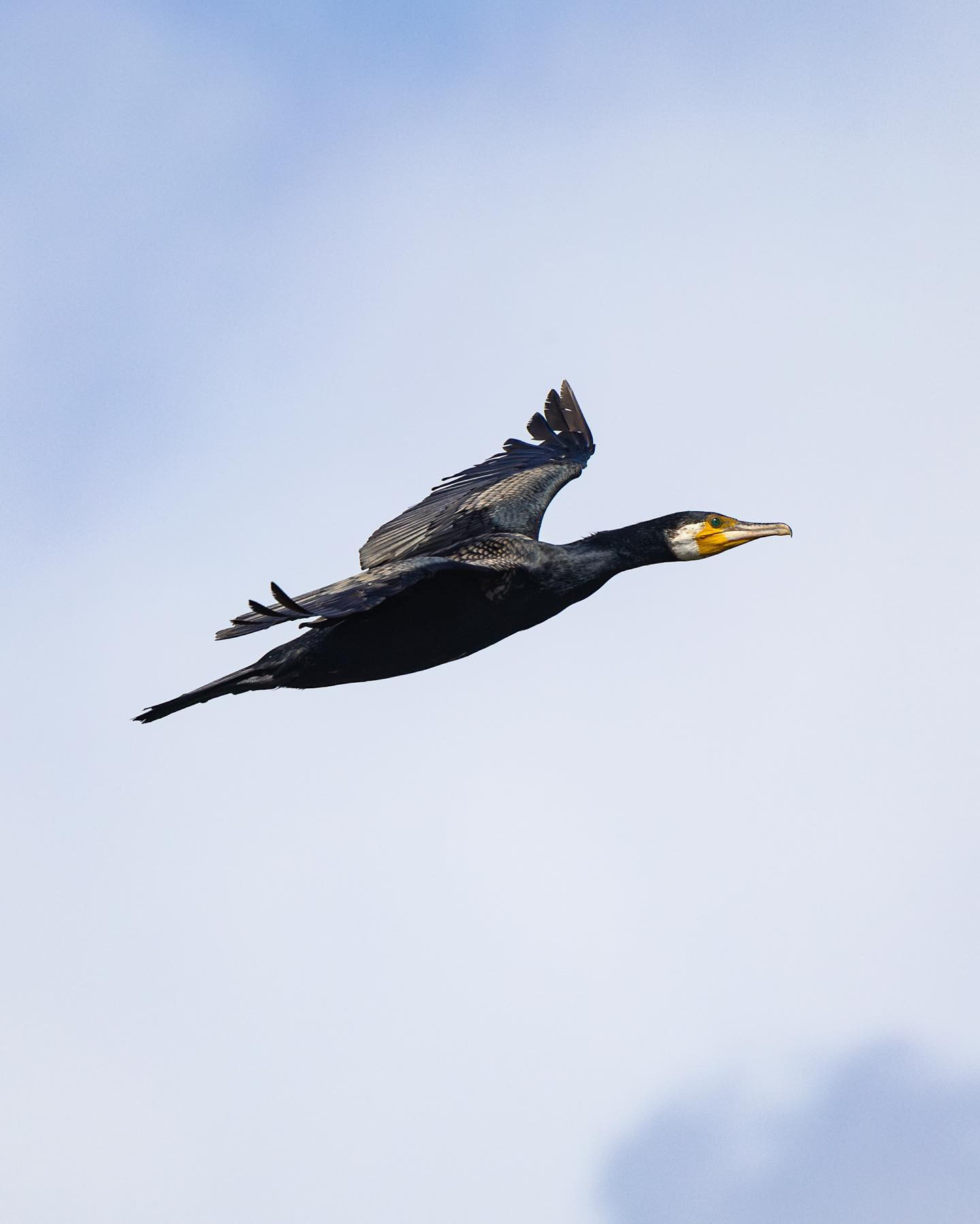 #cormorants in commute always seem a bit stressed out. #canoneosr6markii #eosr6markii #canon600mmf11