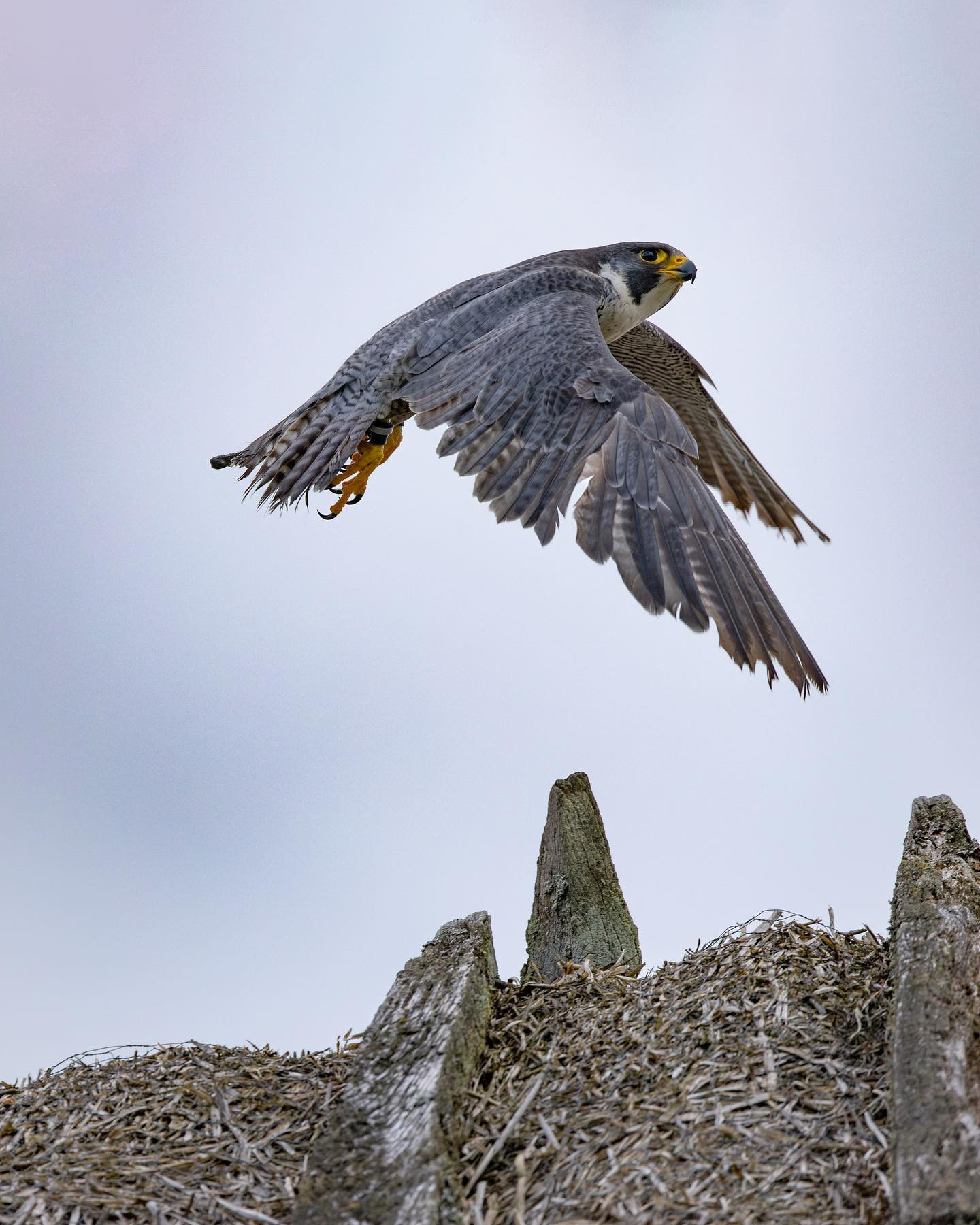 I treated myself to a new lens and to break it in I went to a falconry show. This is the resident Peregrine Falcon (vandrefalk) taking off from the roof ridge @falkonergaardenfredensborg #pealesfalcon #falcon #birdsofinstagram #canoneosr6markii #eosr6markii #canon100500rf #birdphotography