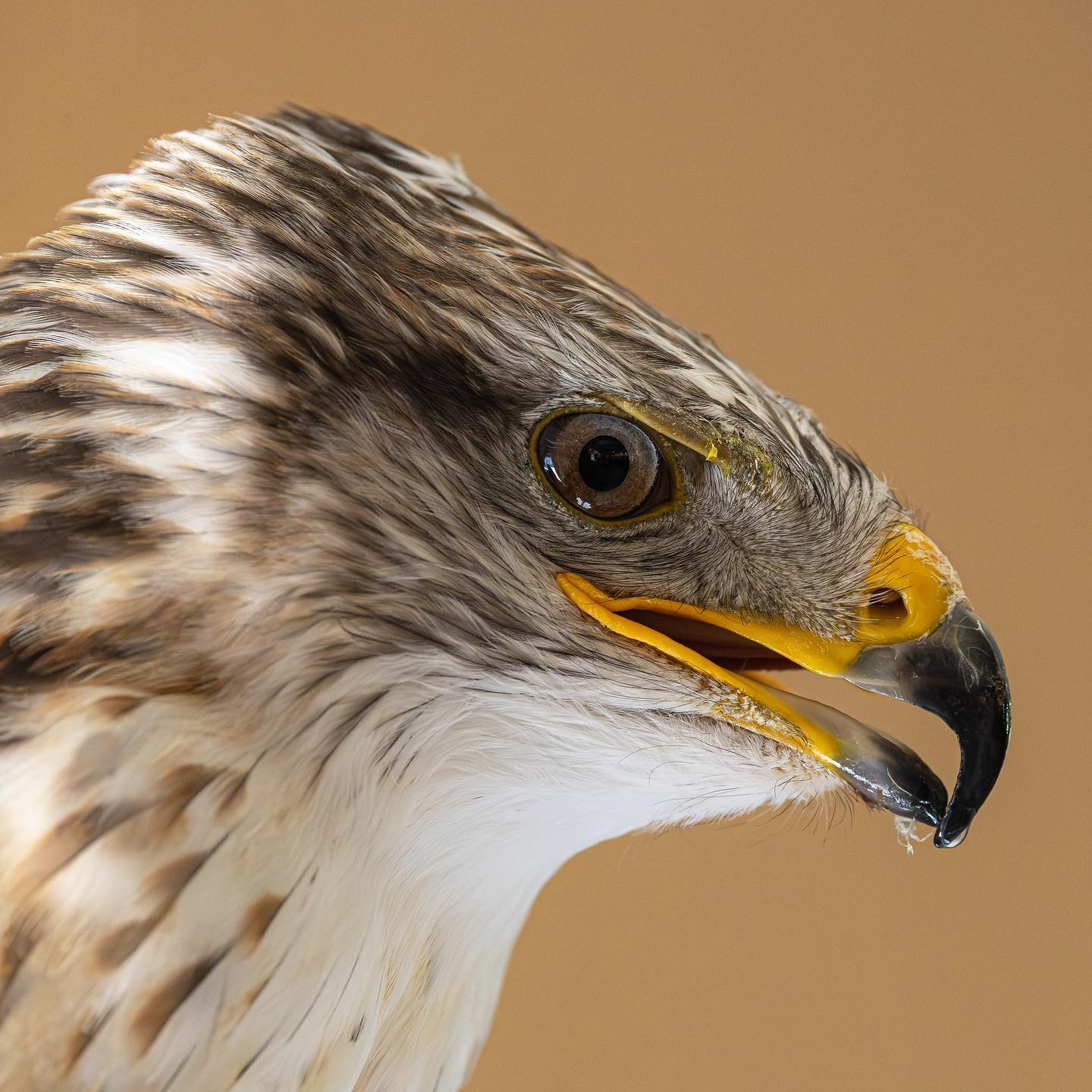 Ferruginous Hawk (Kongemusvåge) up close and personal @falkonergaardenfredensborg #buzzard #birdsofinstagram #canoneosr6markii #eosr6markii #canon100500rf #birdphotography