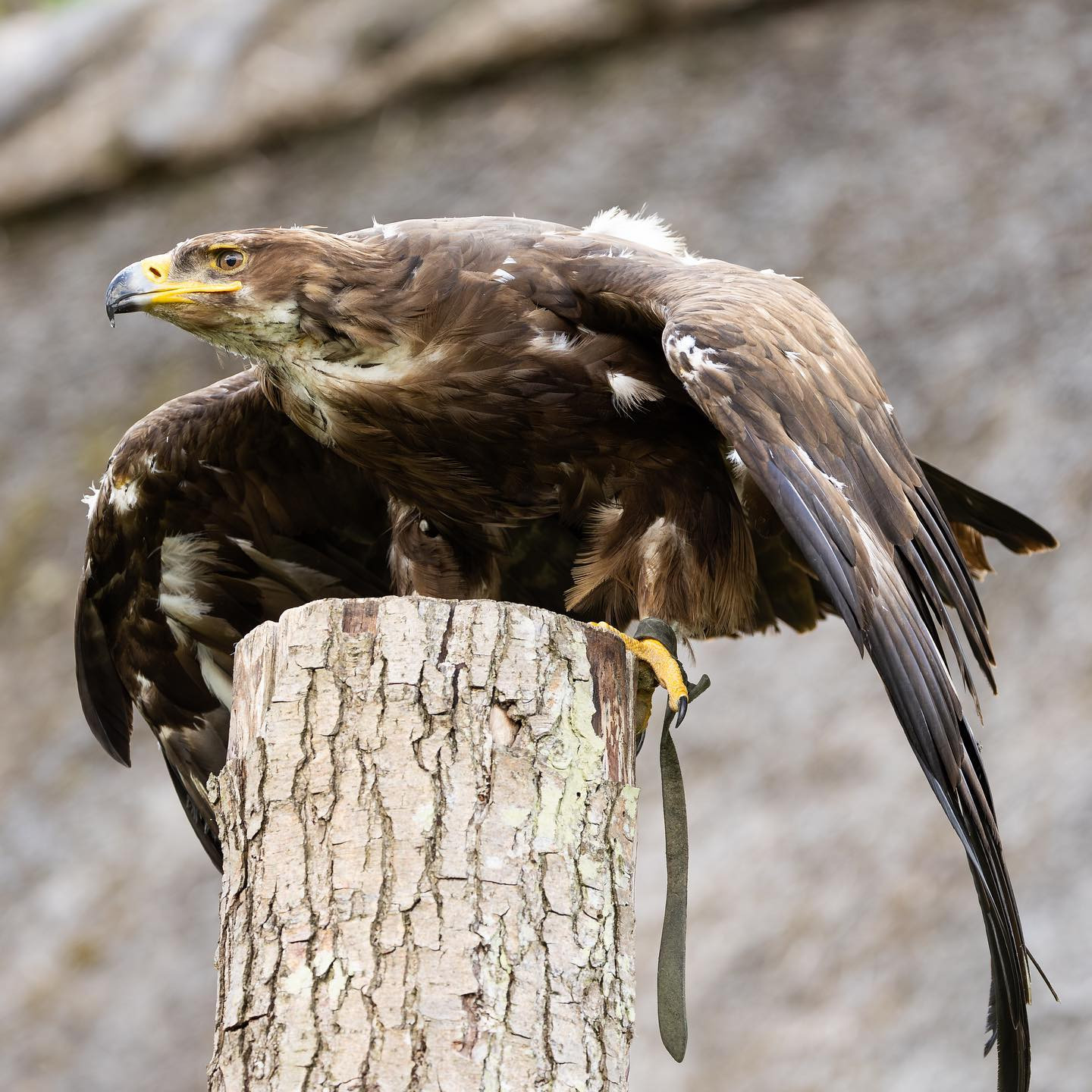 This big boy is a Steppe Eagle (steppeørn) @falkonergaardenfredensborg #birdsofinstagram #canoneosr6markii #eosr6markii #canon100500rf #birdphotography