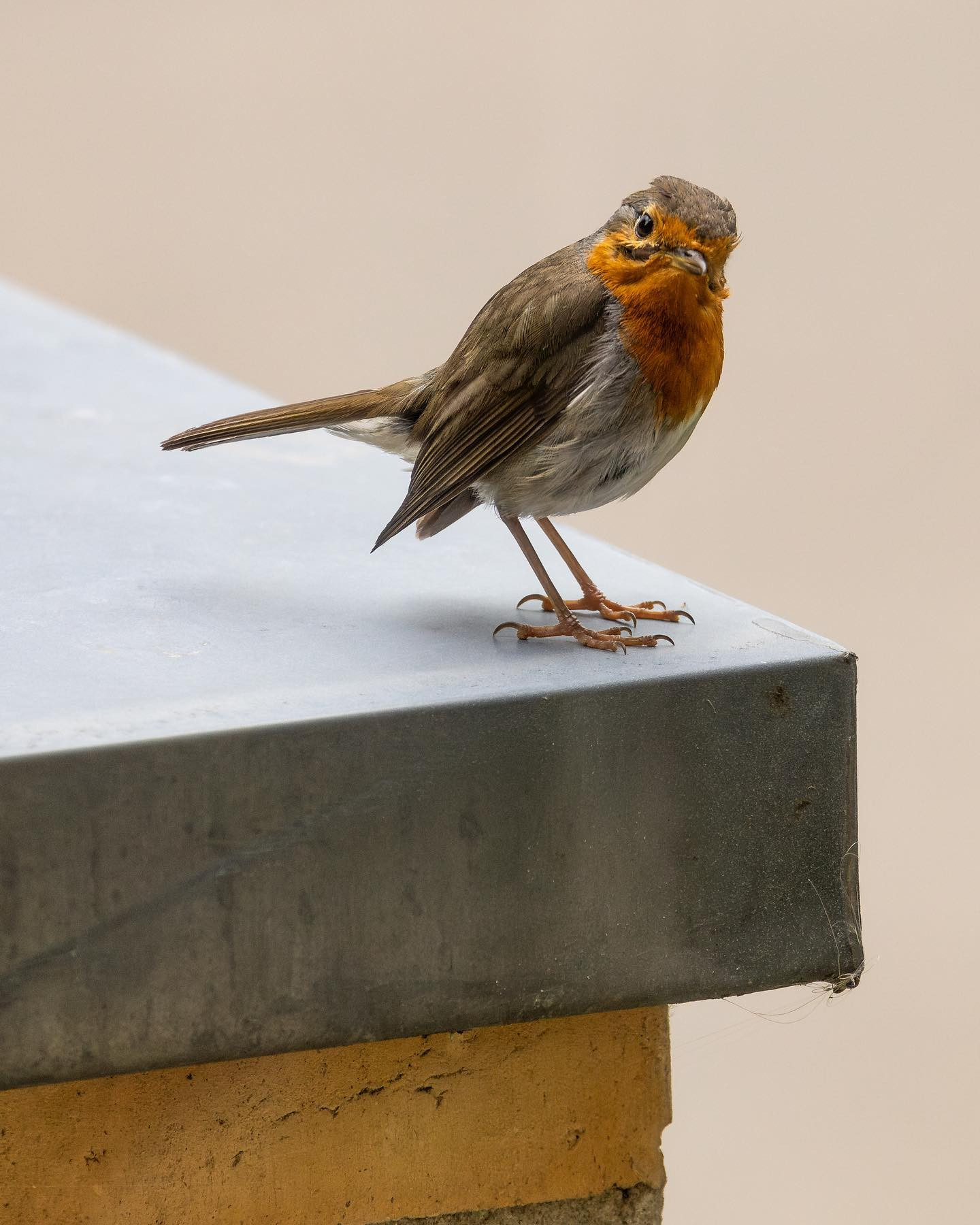 Robin (rødhals). #birdsofinstagram #canoneosr6markii #eosr6markii #canon100500rf #birdphotography