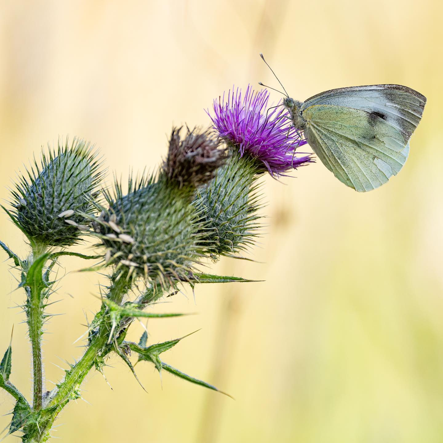 Southern small white (Sydlig kålsommerfugl) #butterflies #canoneosr6markii #eosr6markii. The short focus distance and sharpness of the #canon100500rf is incredible.
