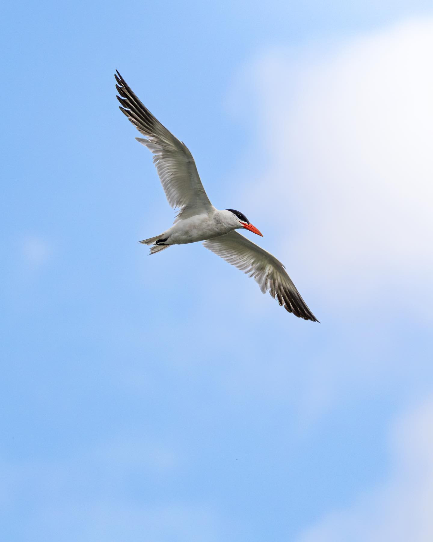 The big Caspian Tern (Rovterne) on the lookout for fishies. #tern #birdsofinstagram #canoneosr6markii #eosr6markii #canon100500rf