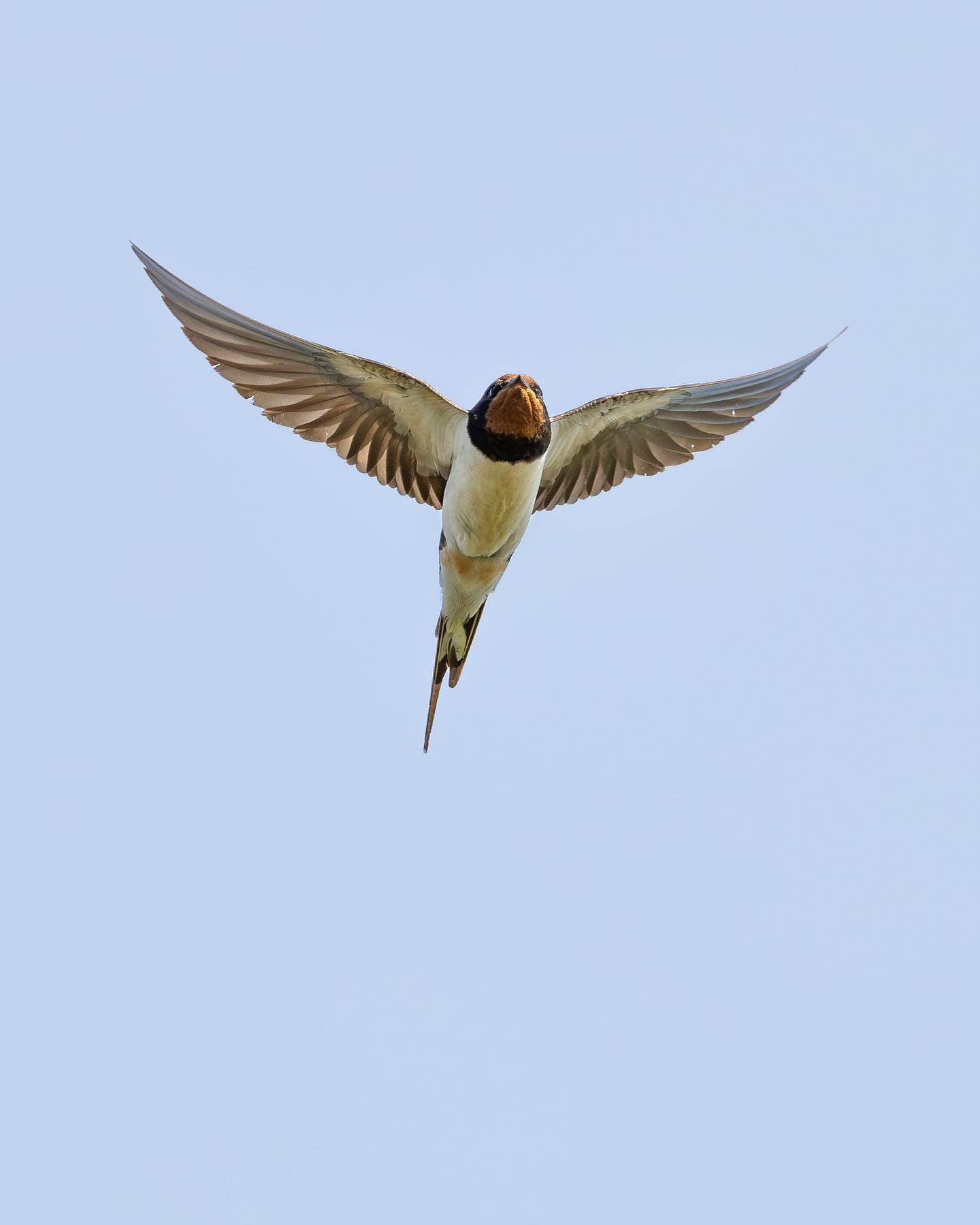 Bank Swallow / Sand Martin (Digesvale) #bankswallow #sandmartin #canoneosr6markii #eosr6markii #canon100500rf #birdsofinstagram #birdphotography