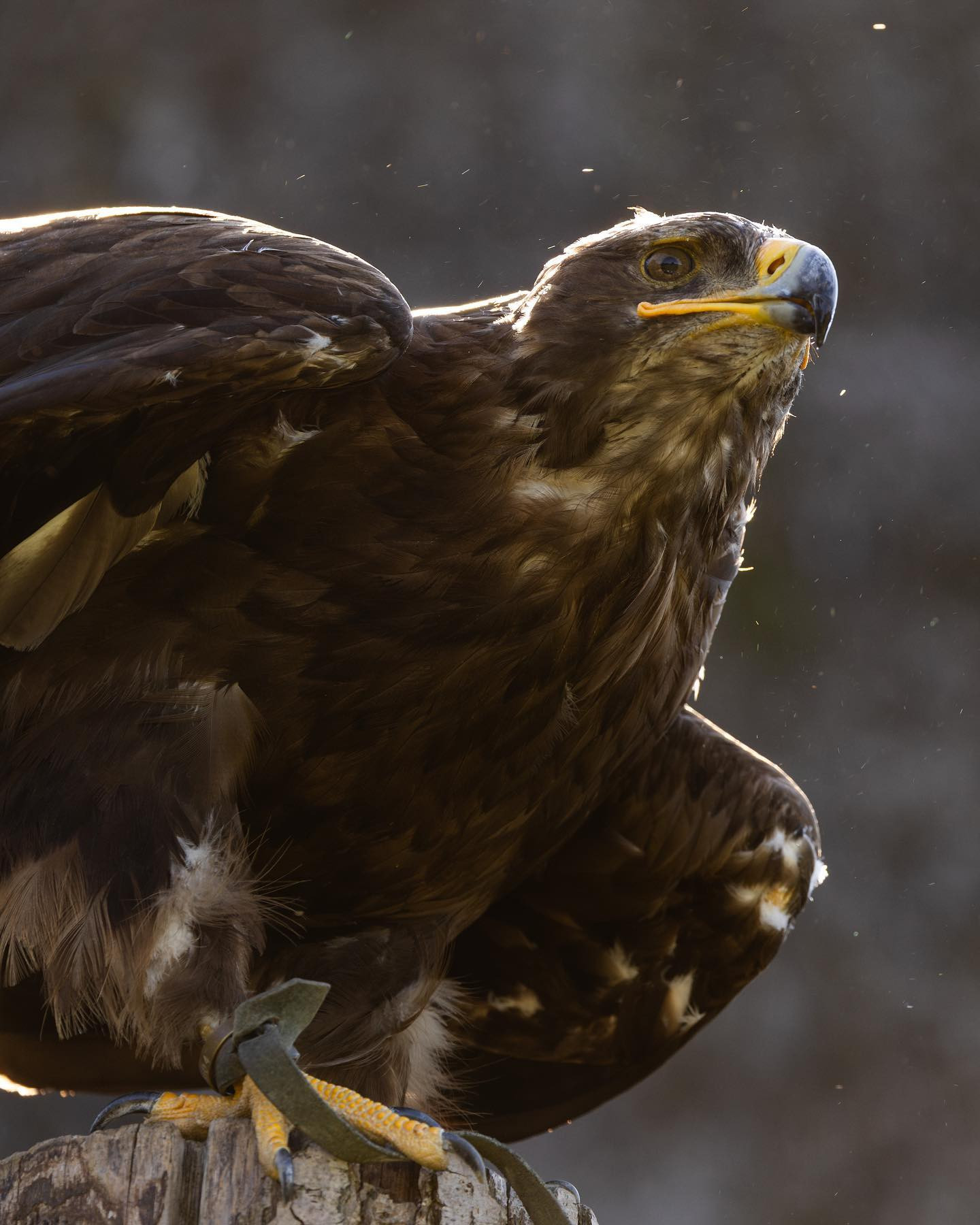 Steppe eagle (Steppeørn) at @falkonergaardenfredensborg #canoneosr6markii #eosr6markii #canon100500rf #birdsofinstagram #eaglesofinstagram #birdphotography