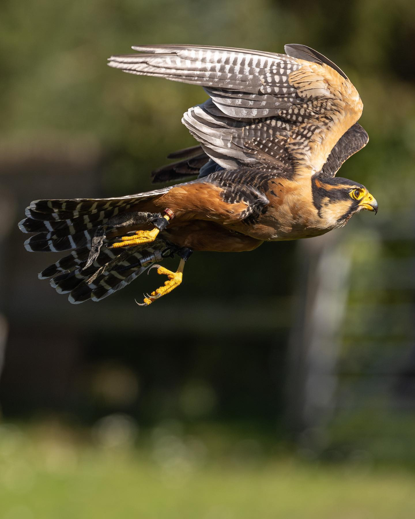 Aplomado Falcon in flight. #canoneosr6markii #eosr6markii #canon100500rf #birdsofinstagram #falconsofinstagram #falcons #birdphotography