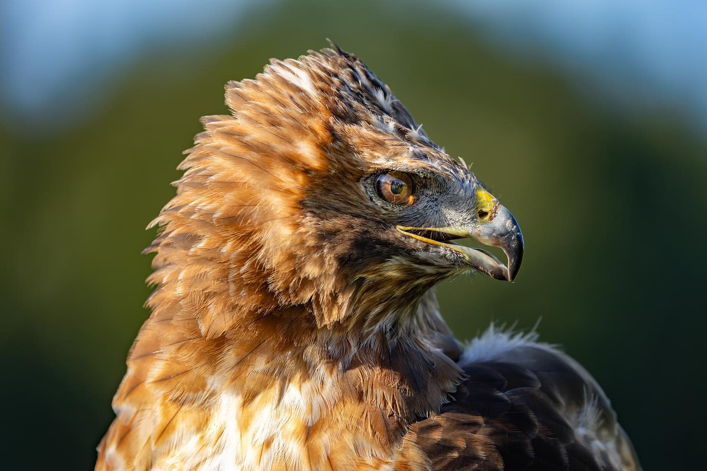 Red tailed buzzard (Rødhalet musvåge). #canoneosr6markii #eosr6markii #canon100500rf #birdsofinstagram #buzzardsofinstagram #buzzard #birdphotography
