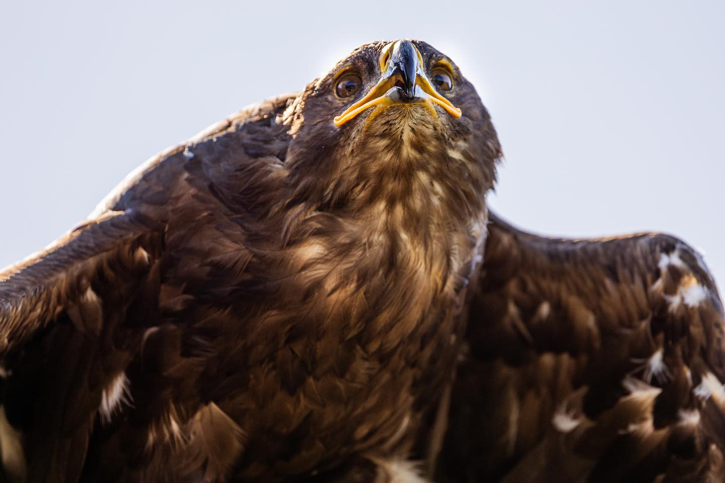 Steppe eagle (Steppeørn) at @falkonergaardenfredensborg #canoneosr6markii #eosr6markii #canon100500rf #birdsofinstagram #eagles #eagle #steppeeagle #eaglesofinstagram #birdphotography