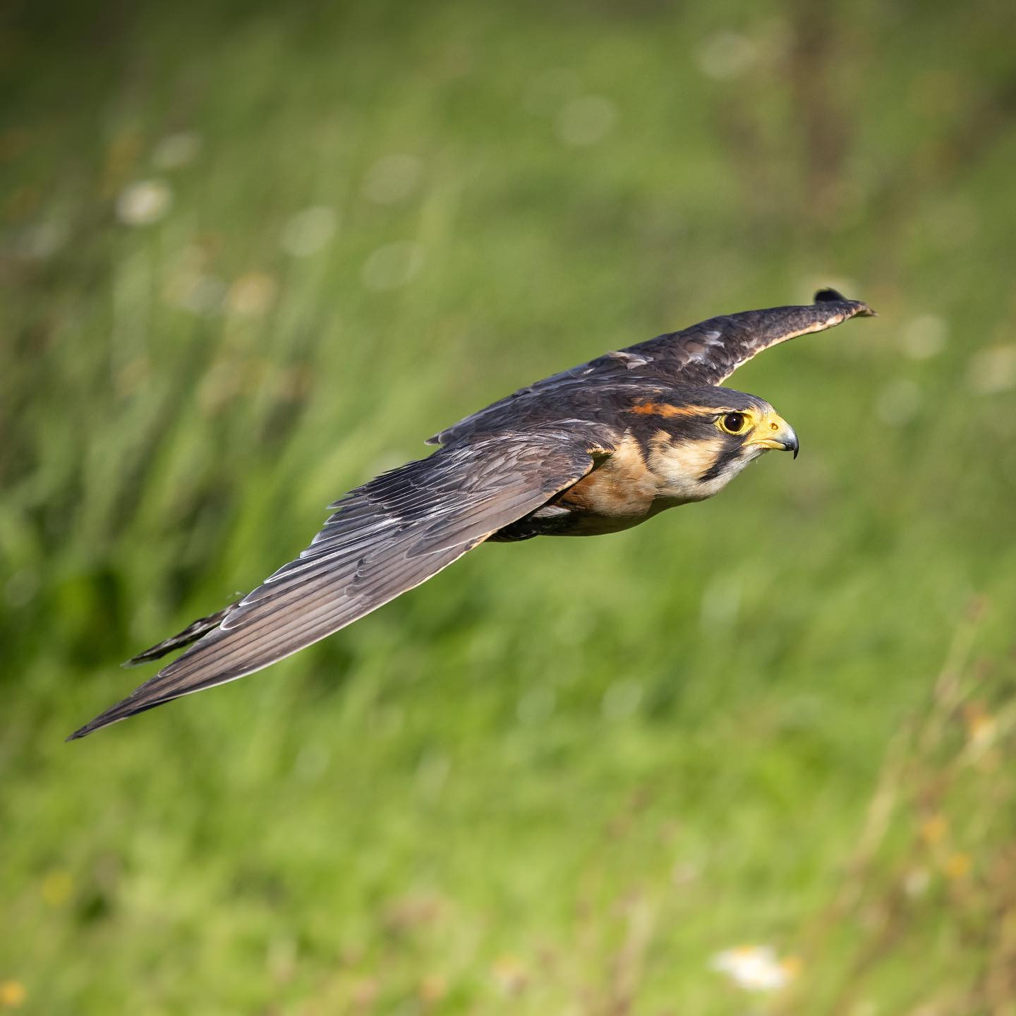 Aplomado Falcon in flight. #canoneosr6markii #eosr6markii #canon100500rf #falcon #falcons #birdsofinstagram #falconsofinstagram