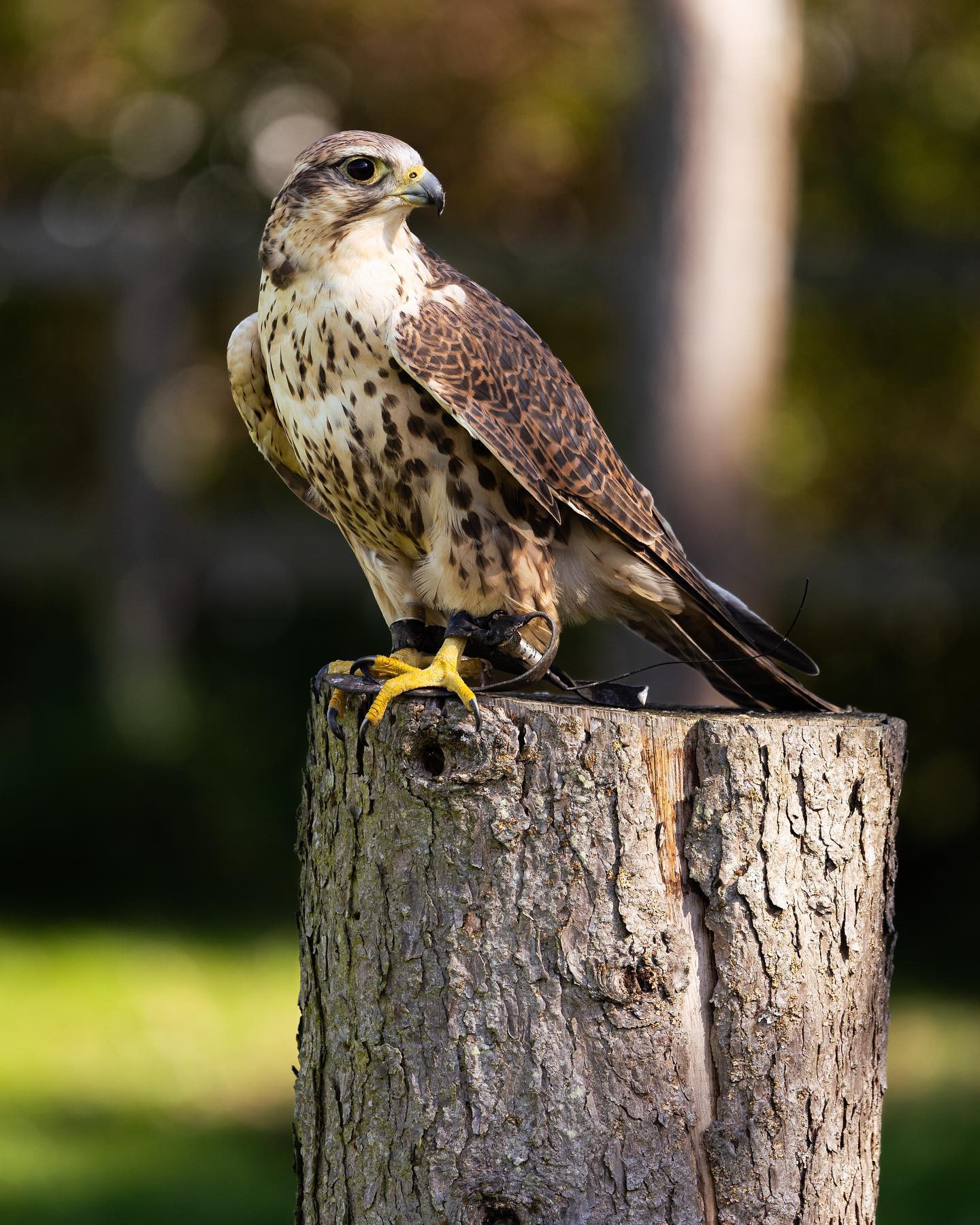 Saker falcon (slagfalk). #falcon #falcons #sakerfalcon #birdsofinstagram #falconsofinstagram #canoneosr6markii #eosr6markii #canon100500rf #birdphotography