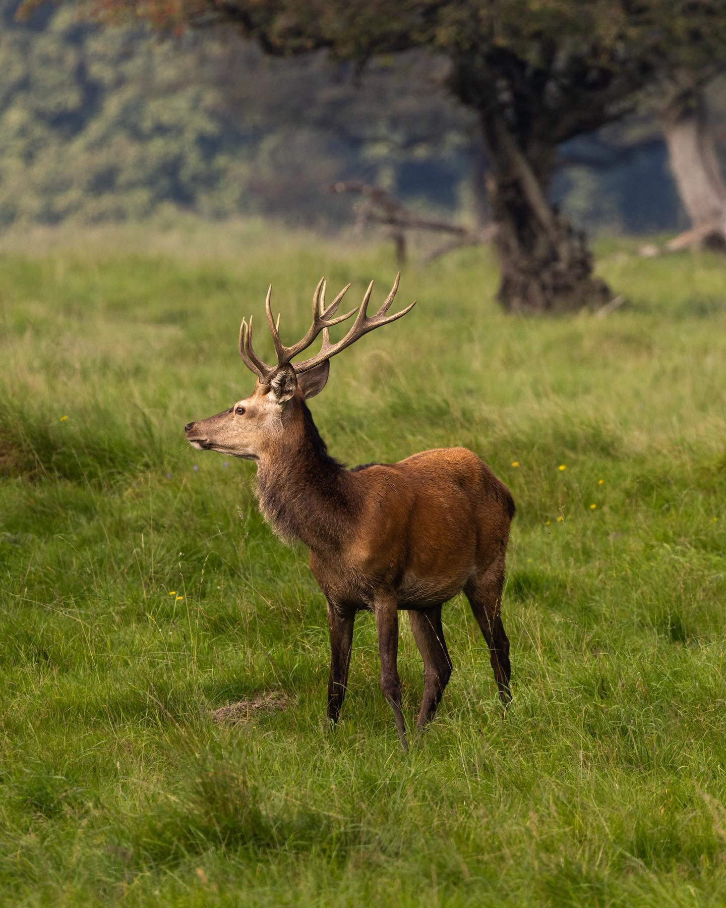 Stag #canoneosr6markii #eosr6markii #canon100500rf