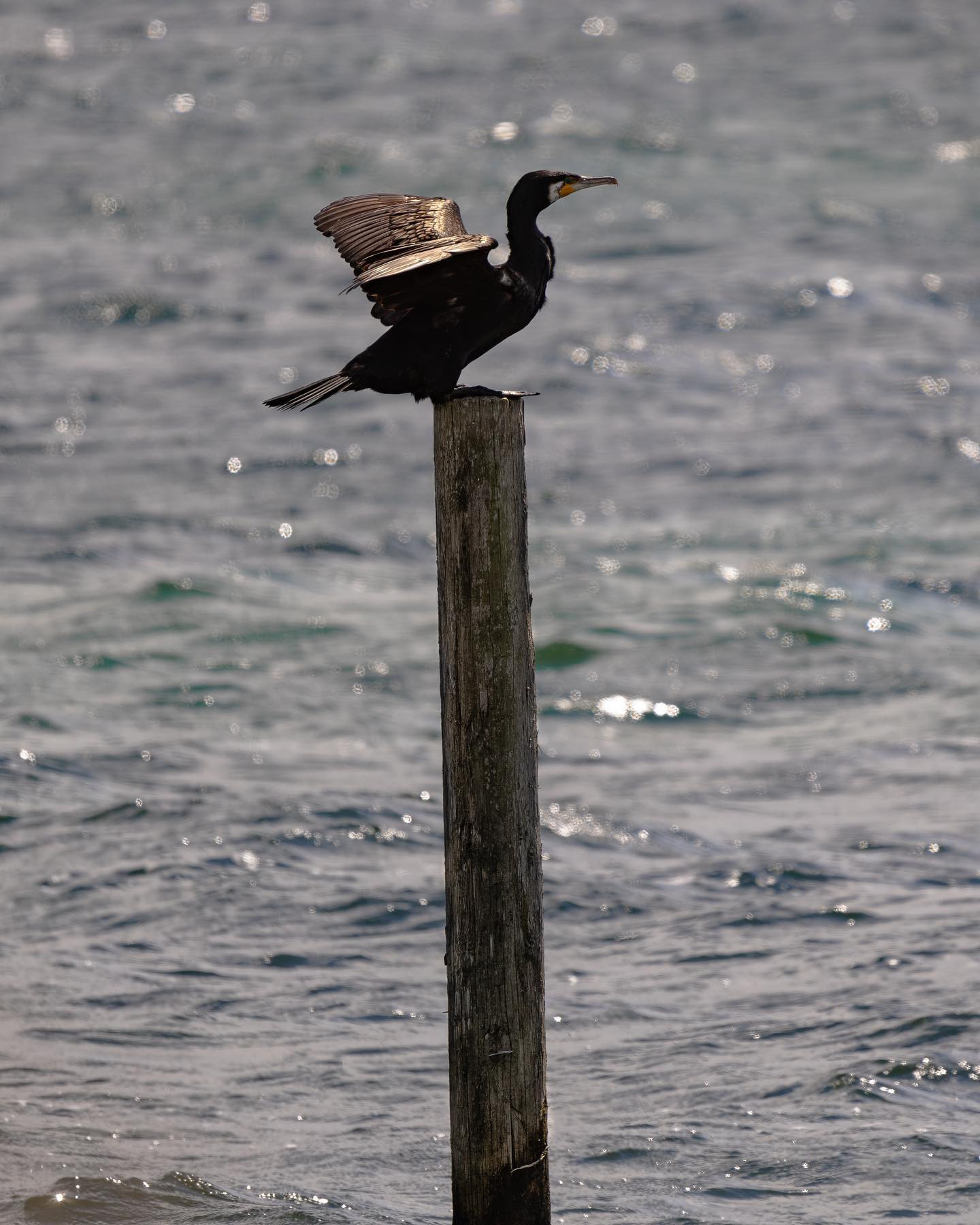#Cormorant (skarv) #canoneosr6markii #eosr6markii #canon600mmf11