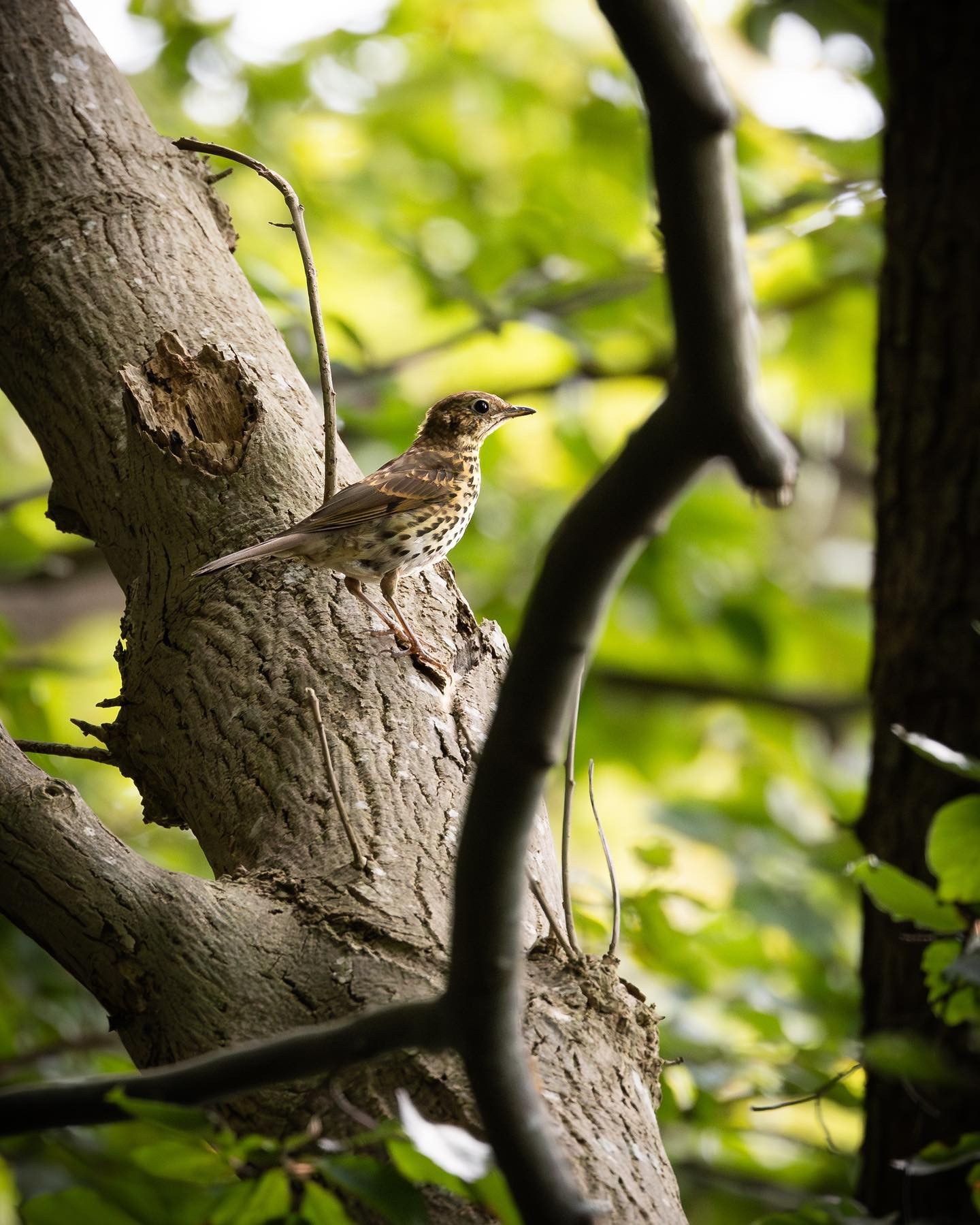 Song Thrush (Sangdrossel) #songthrush #canoneosr6markii #eosmarkii #canon100500rf #birdphotography