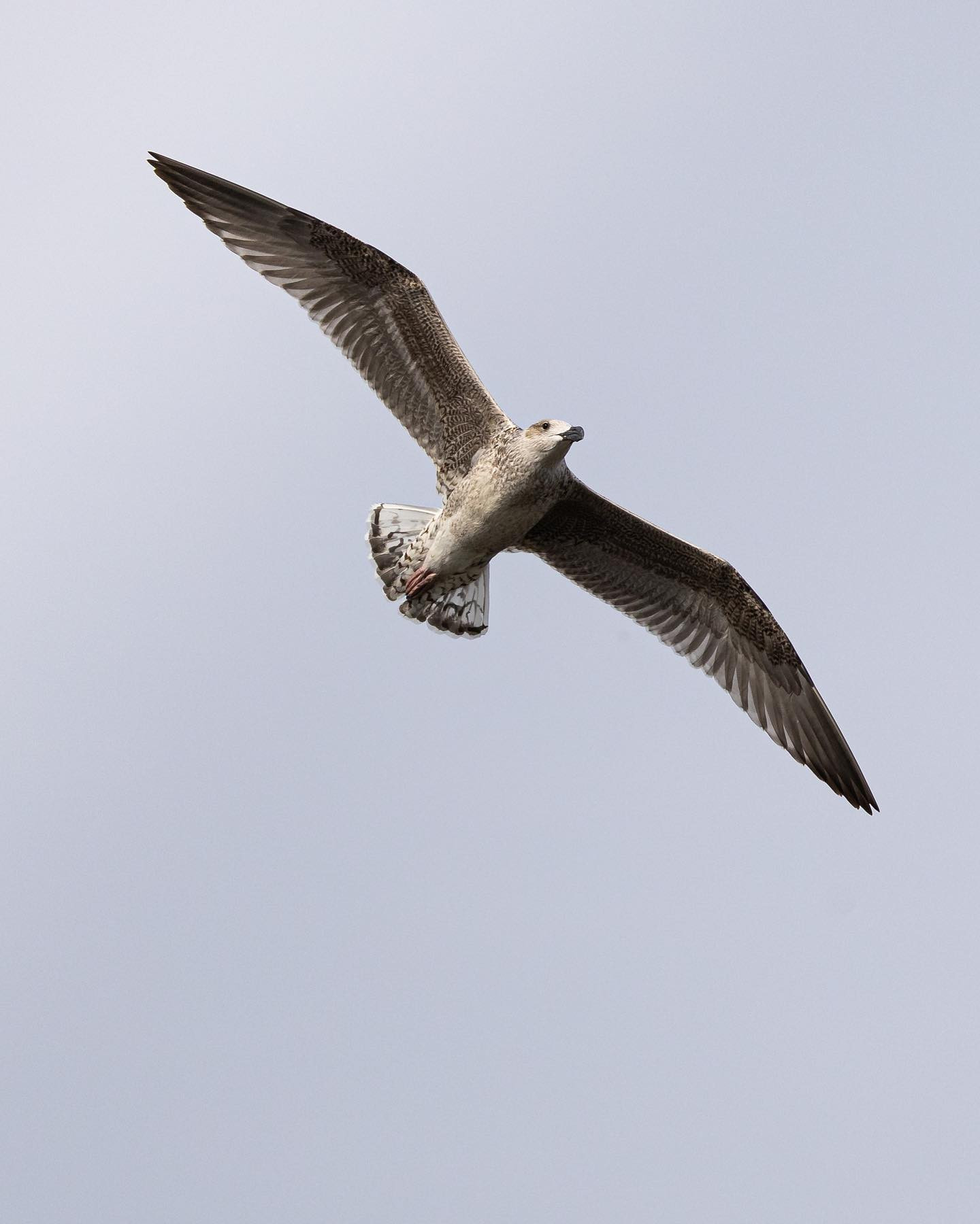Caspian Gull (Kaspisk måge) #caspiangull #canoneosr6markii #eosr6markii #canon100500rf #birdphotography