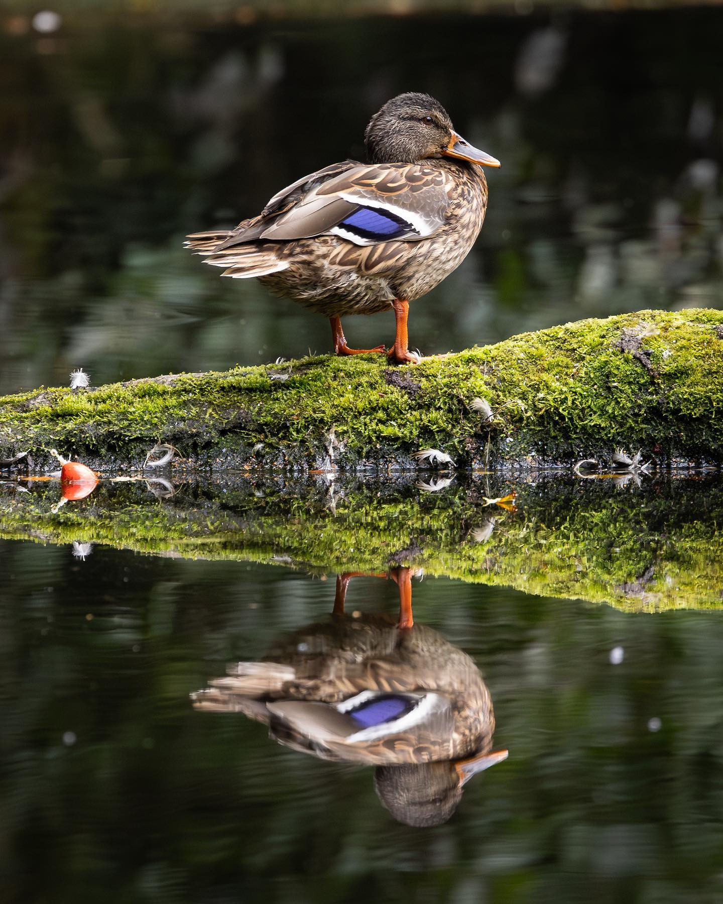 #duck #ducksofinstagram #canoneosr6markii #eosr6markii #canon100500rf #birdphotography