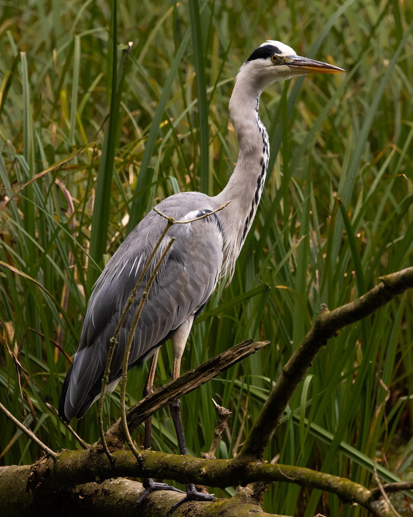More #heron. #heronsofinstagram #birdsofinstagram #canoneosr6markii #eosr6markii #canon100500rf #birdphotography