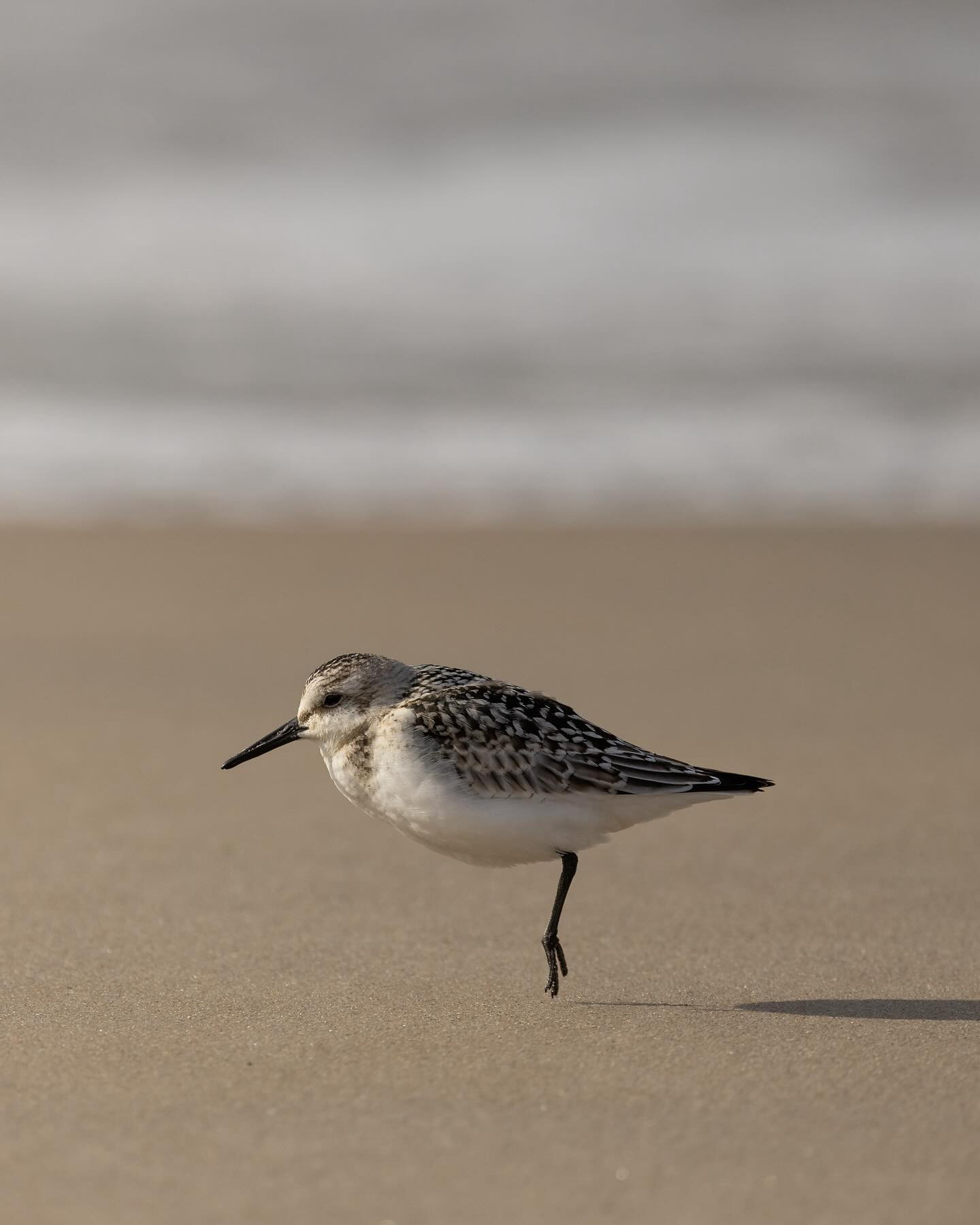One-legged #sanderling skipping across the beach. #sanderlingsofinstagram #birdsofinstagram #canoneosr6markii #eosr6markii #canon100500rf #northsea #birdphotography