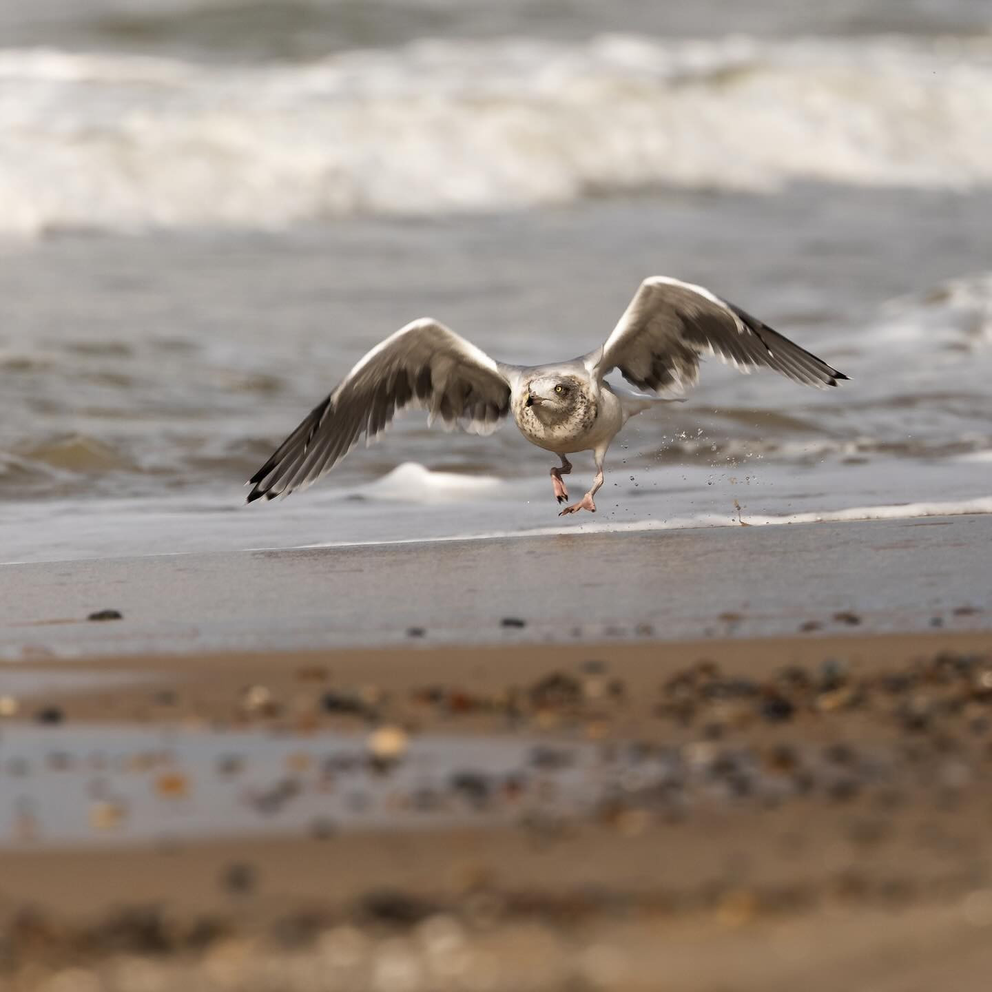 Flaps 15, full throttle, aaand let’s get this bird off the ground {*engine sounds*} #gull #canoneosr6markii #eosr6markii #canon100500rf #birdphotography