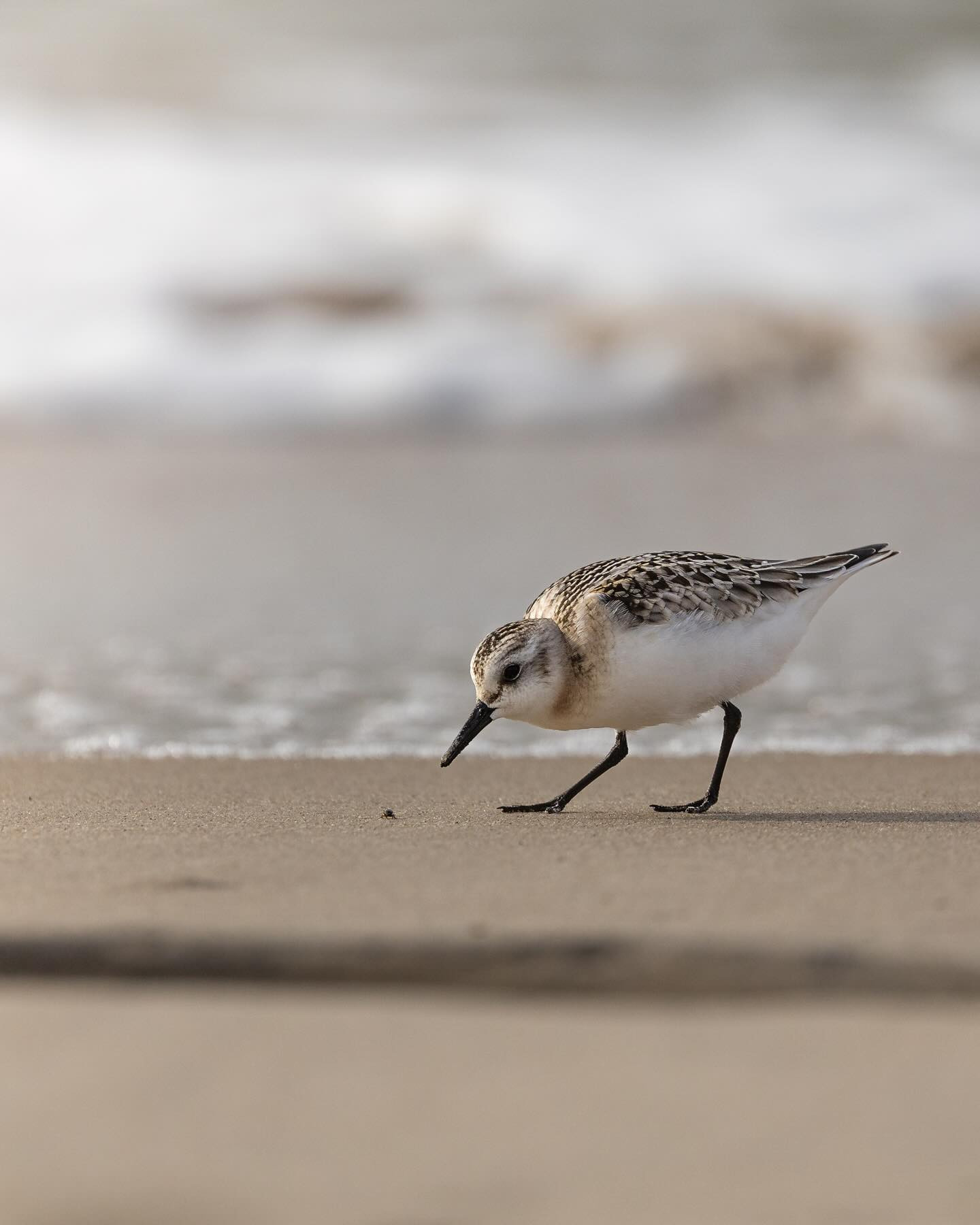 #sanderling (sandløber) eyeing a beetle soon to be history.  #sanderlingsofinstagram #birdsofinstagram #northsea #canoneosr6markii #eosr6markii #canon100500rf