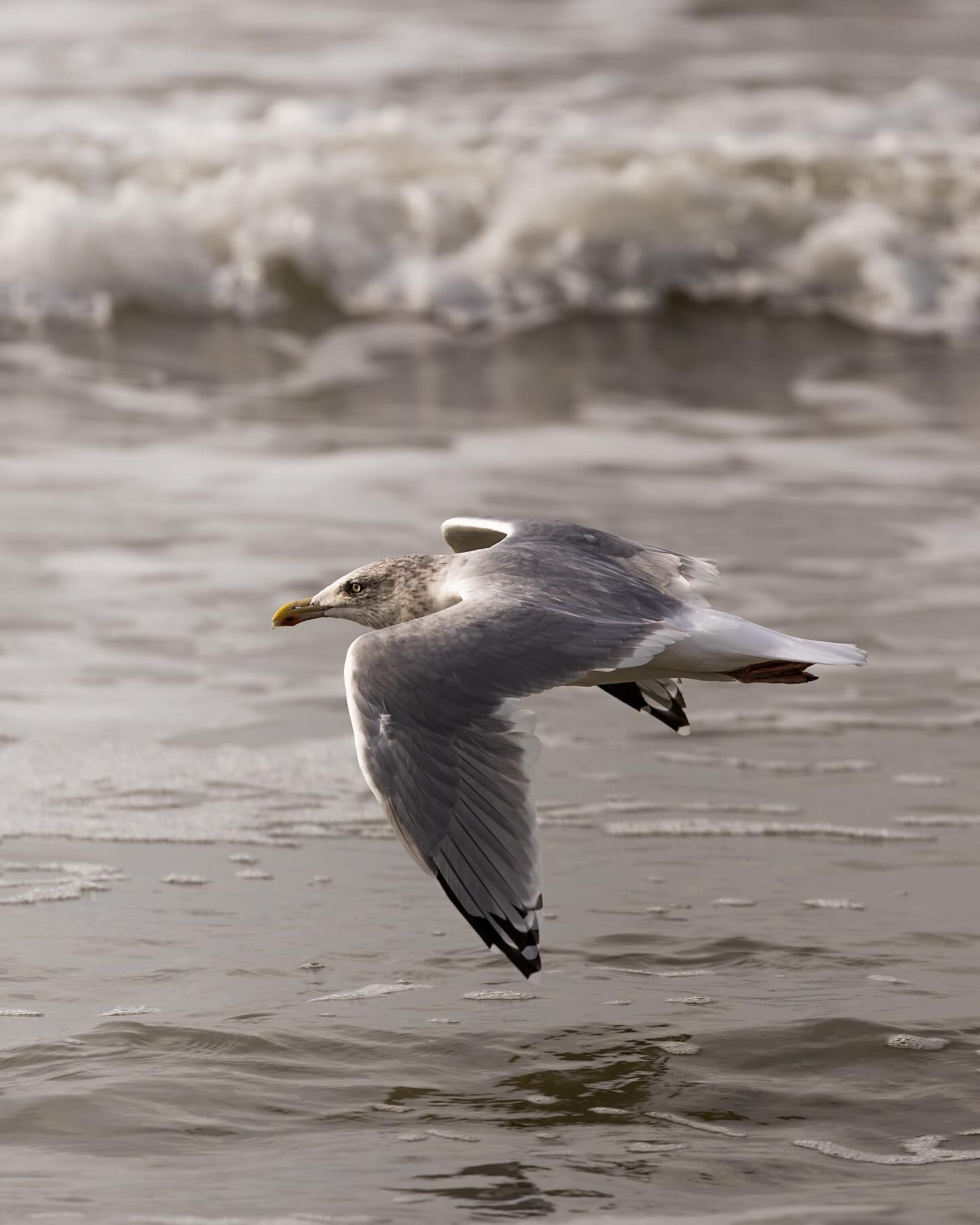 Low going måge #northsea #canoneosr6markii #eosr6markii #canon100500rf #birdsofinstagram #gull #gullsofinstagram #birdphotography