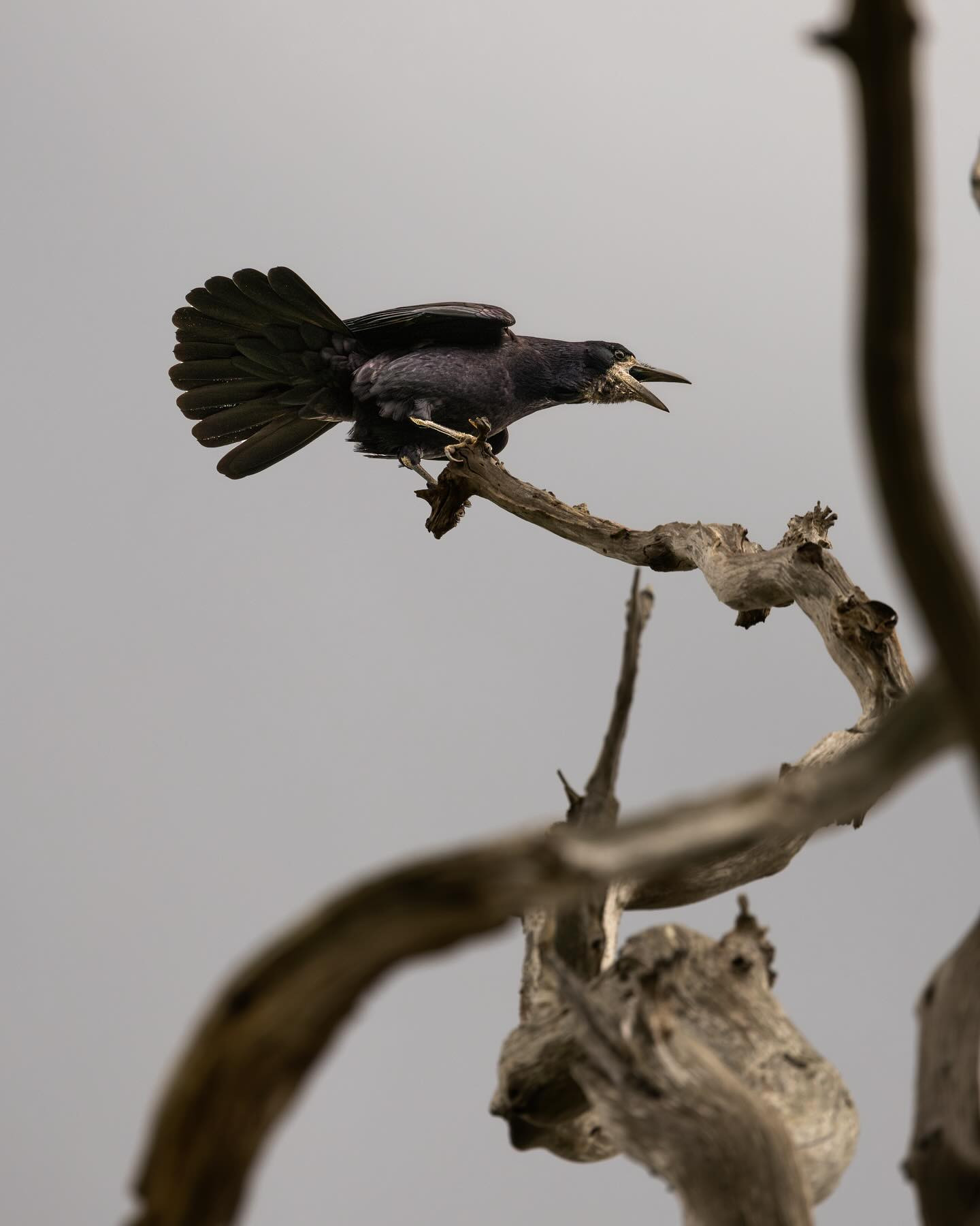 Rook (Råge) #rookbird #birdsofinstagram #birdphotography #canoneosr6markii #eosr6markii #canon100500rf