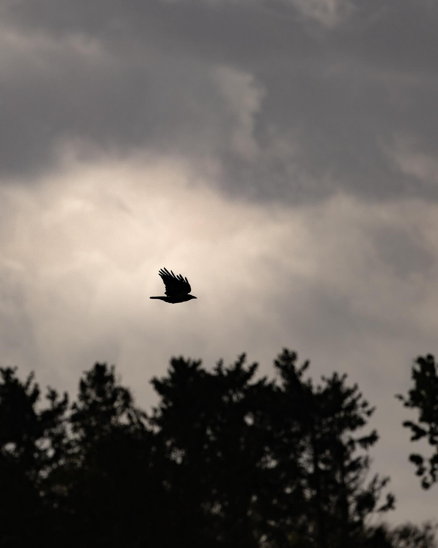 #raven (Ravn) #canoneosr6markii #eosr6markii #canon100500rf