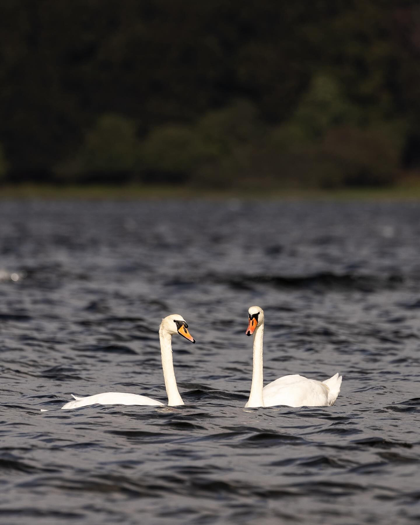 #Swans #canoneosr6markii #eosr6markii #canon100500rf #swansofinstagram #birdsofinstagram #birdphotography