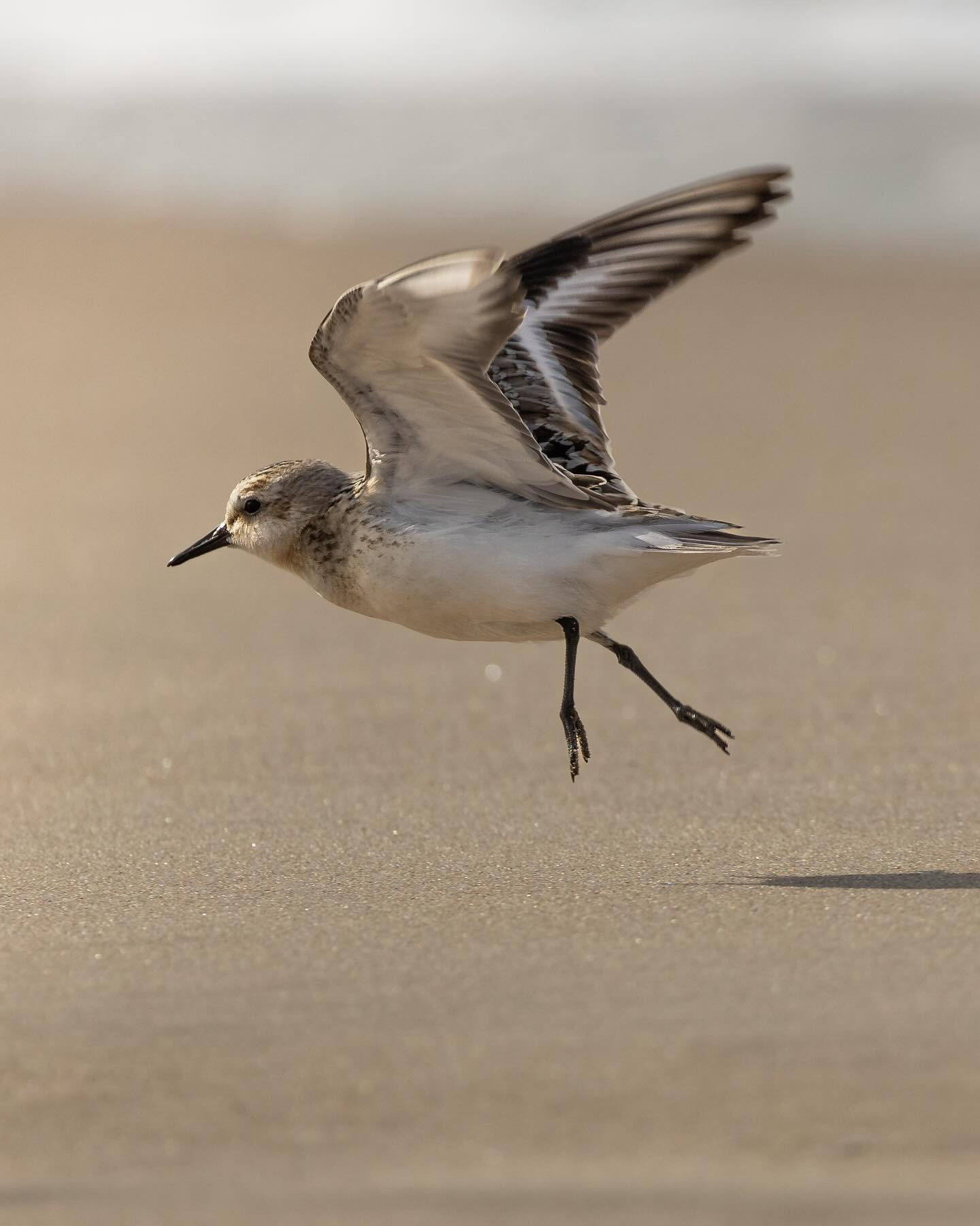 #sanderling (Sandløber) taking off. #birdsofinstagram #birdphotography #northsea #sanderlingsofinstagram #canoneosr6markii #eosr6markii #canon100500rf