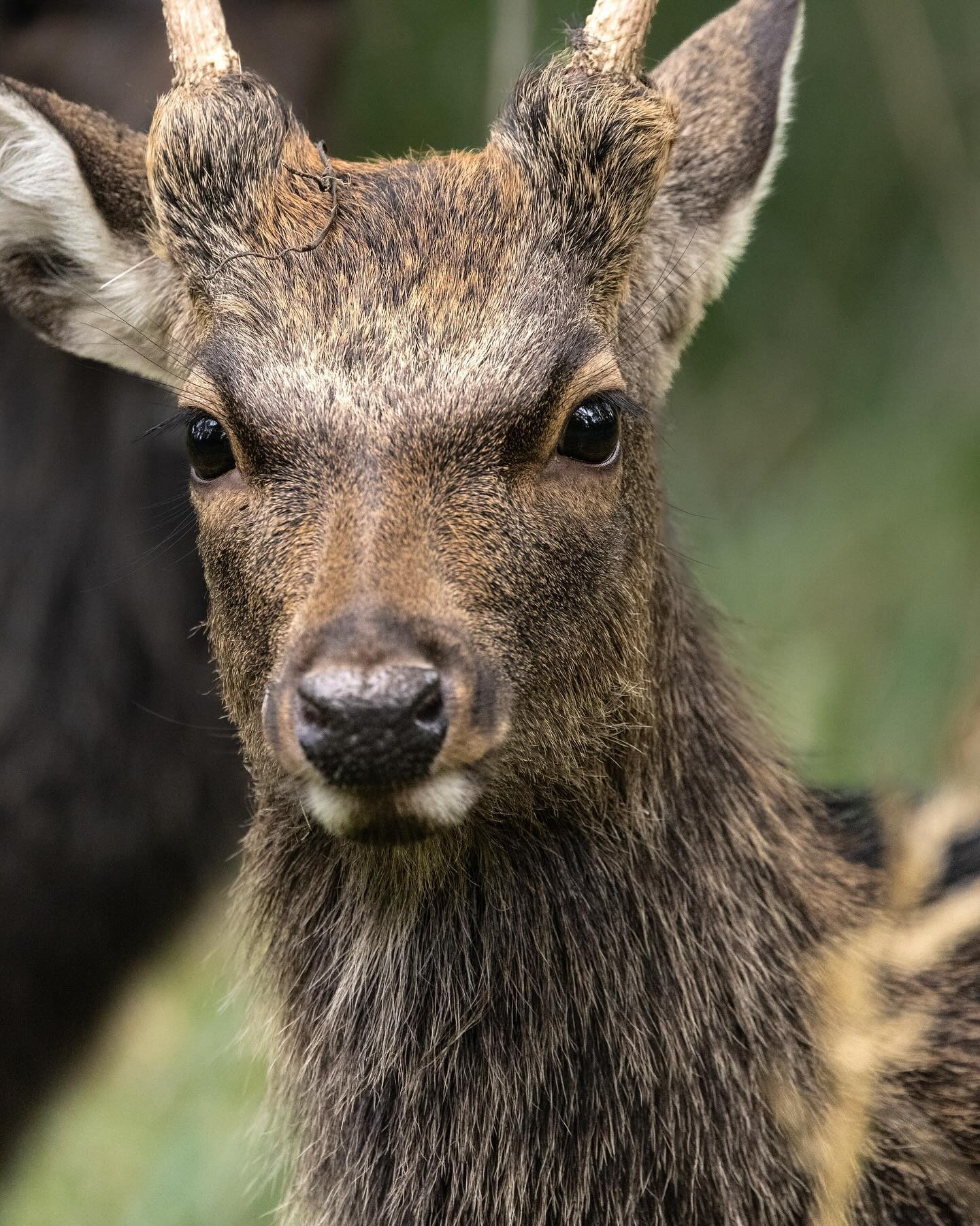 #sikadeer #deer #deersofinstagram #canoneosr6markii #eosr6markii #wildlife