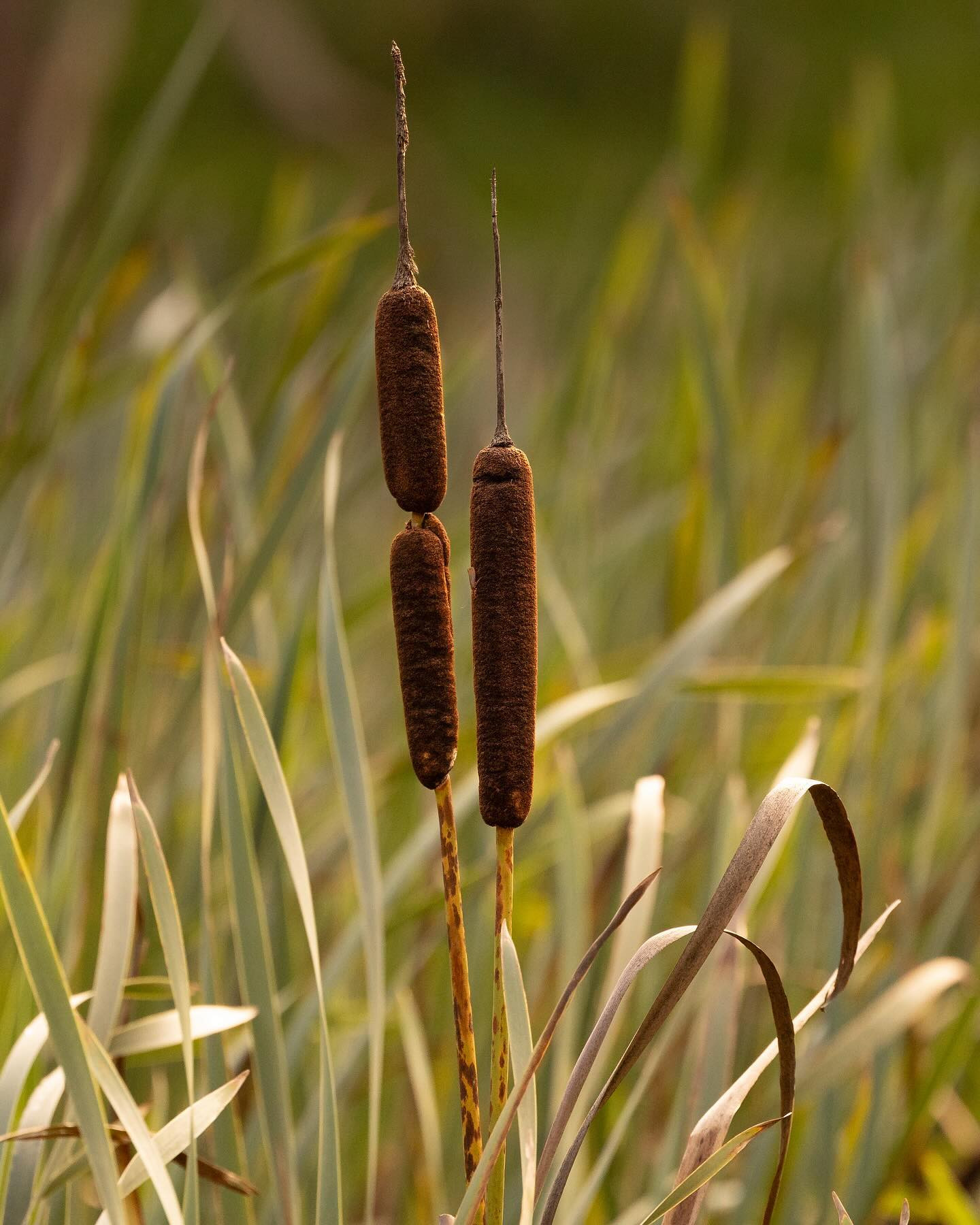 Broadleaf cattail (bredbladet dunhammer) #canoneosr6markii #eosr6markii #canon100500rf
