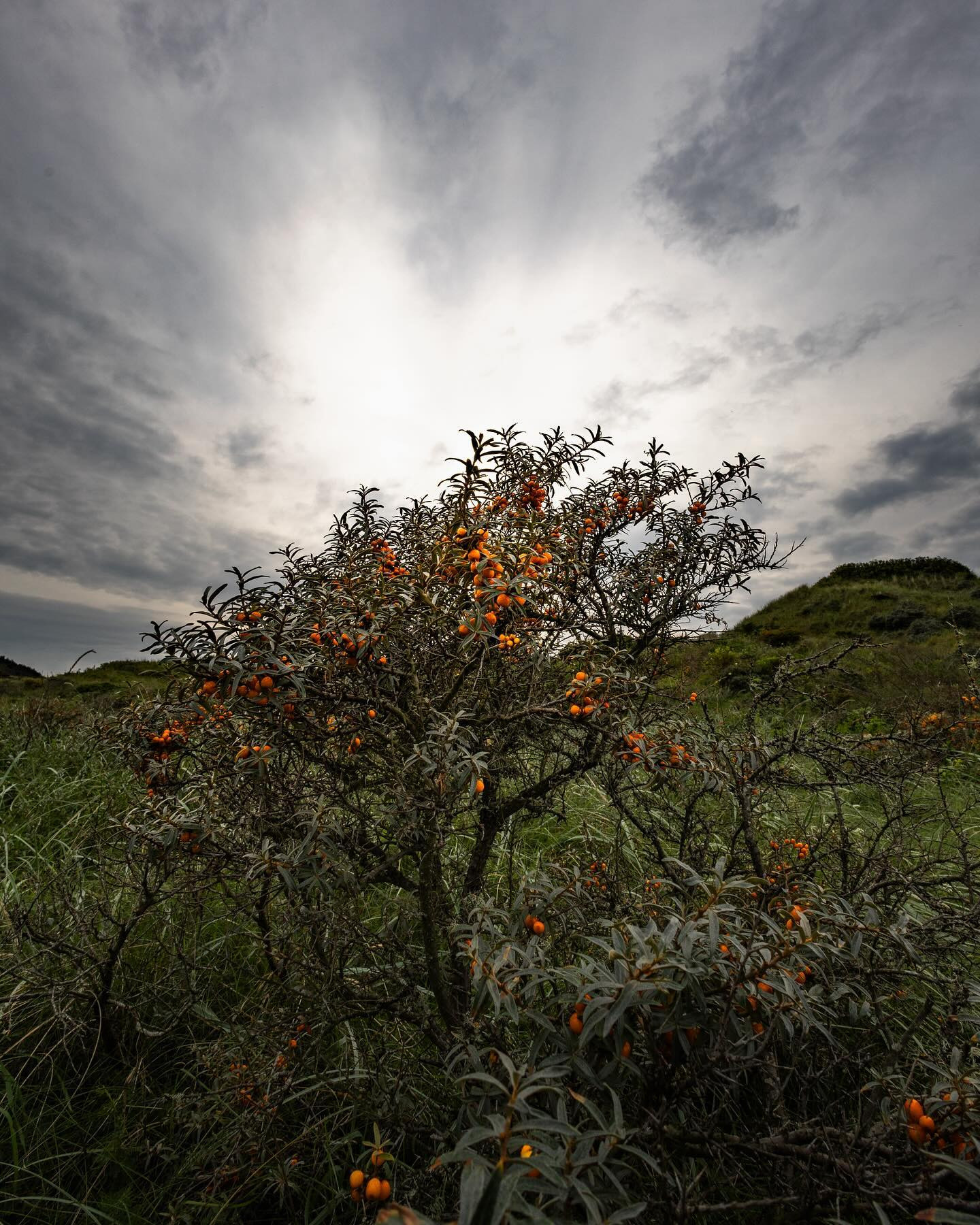 #seabuckthorn #northsea #landscapephotography #canoneosr6markii #eosr6markii #canon16mm
