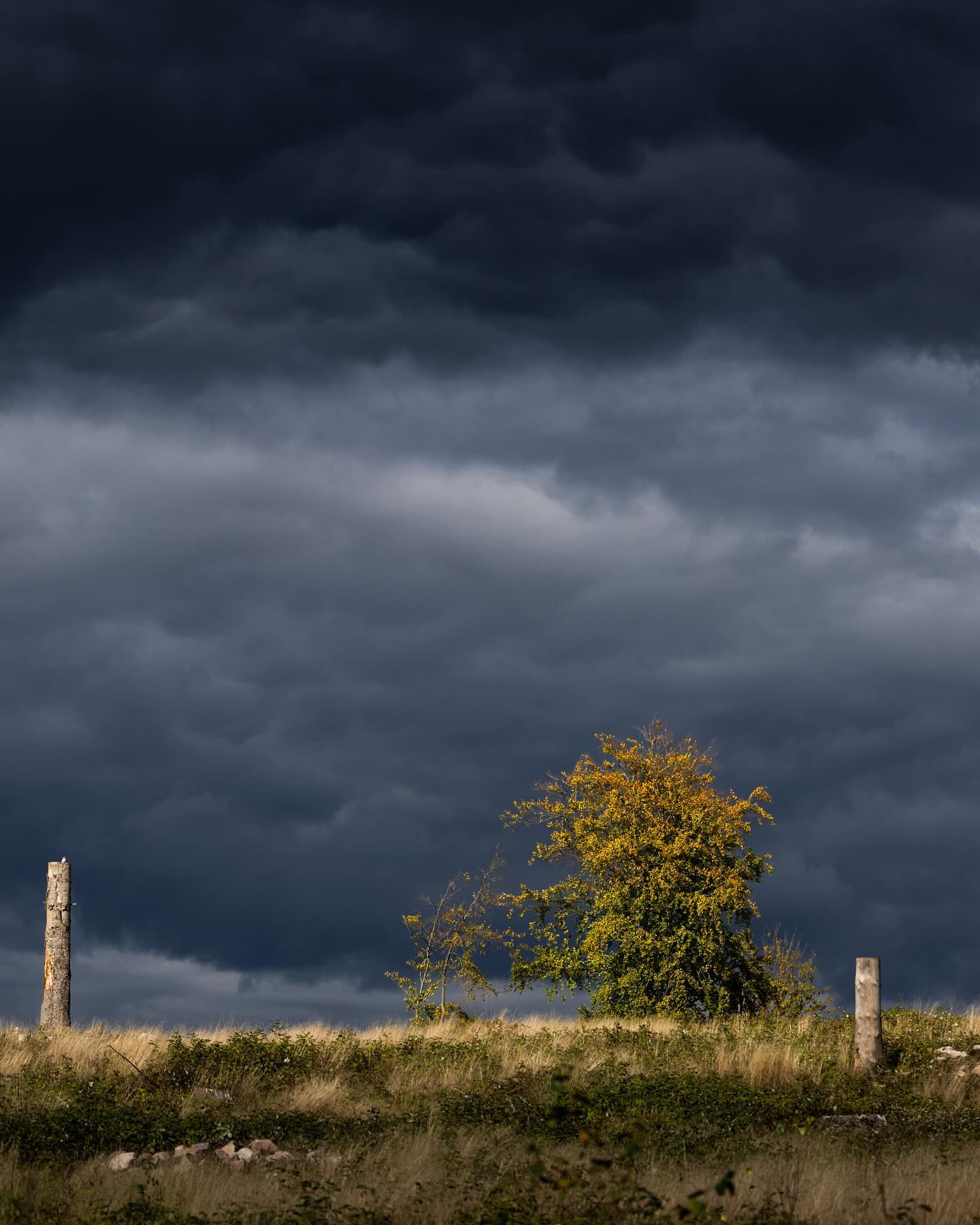 The contrast between the yellowing tree and the lead grey sky was stunning. Not much editing needed here. #landscapephotography #canoneosr6markii #eosr6markii #canon100500rf