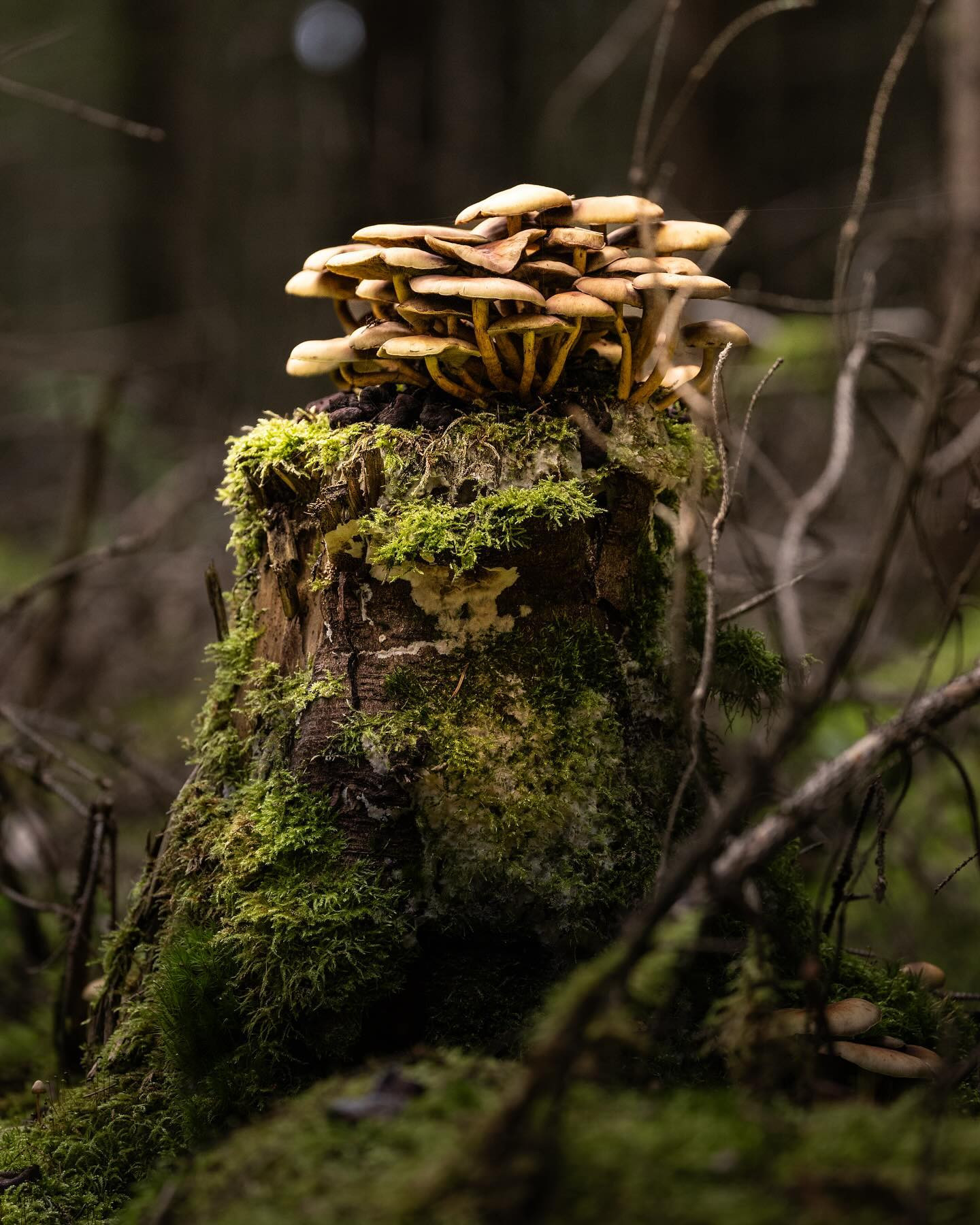 #landscapephotography #mushrooms #woods #canoneosr6markii #eosr6markii #canon100500rf