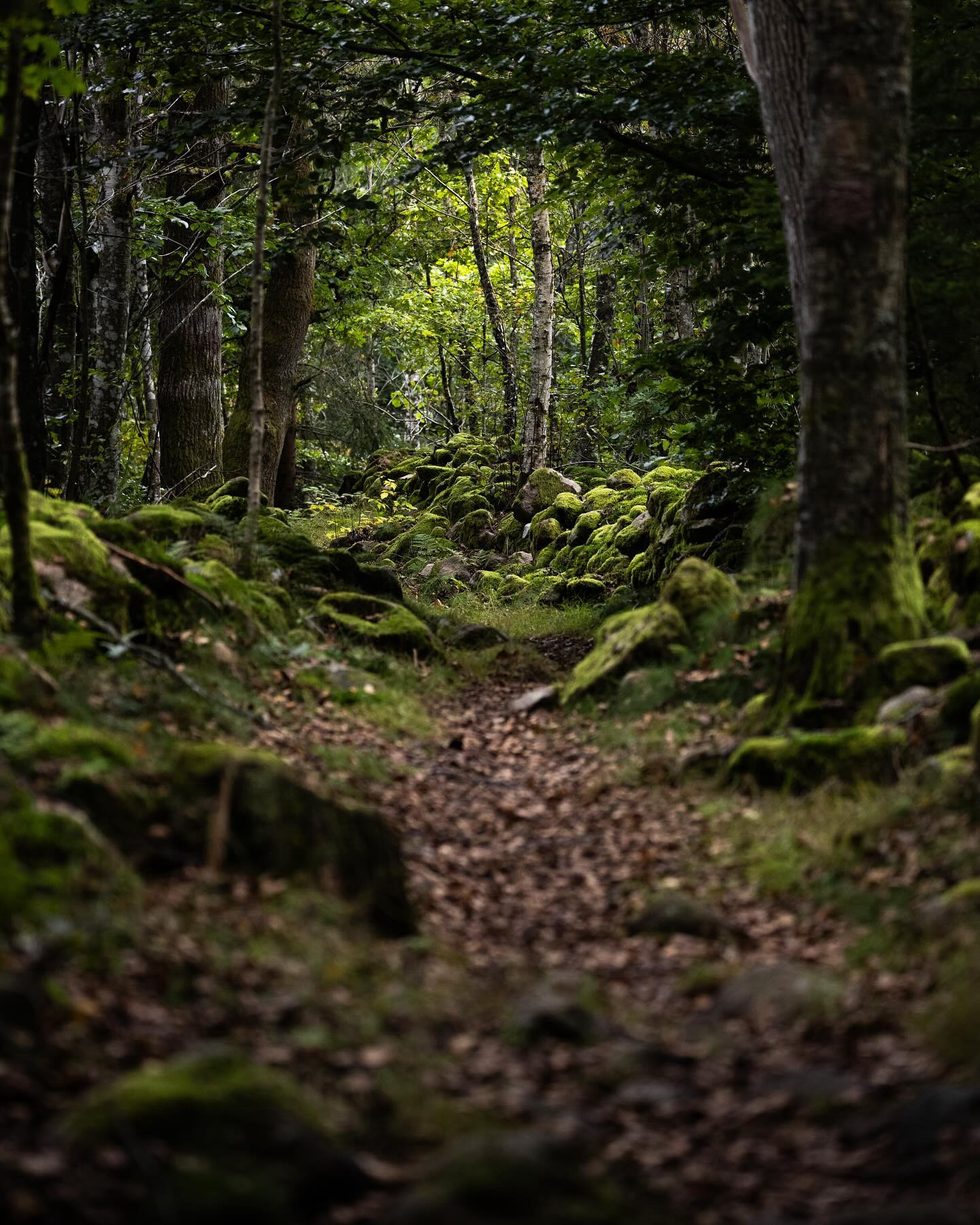 Swedish forests can be quite magic. #landscapephotography #woods #canoneosr6markii #eosr6markii #canon100500rf