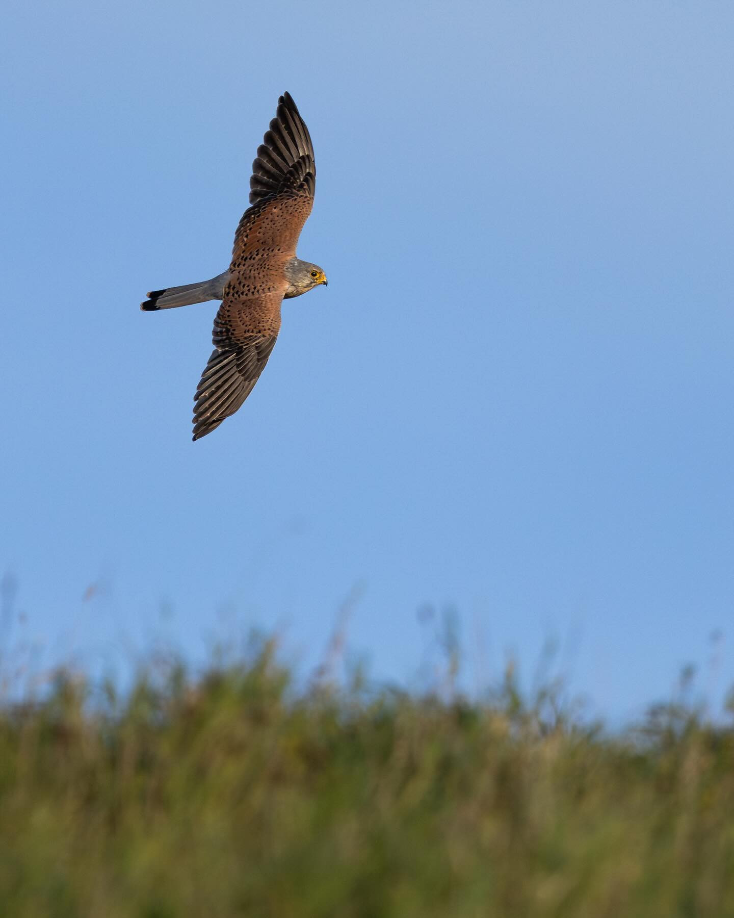 Common Kestrel (Tårnfalk) captured at 1/4000 of a second. #commonkestrel #birdsofprey #birdsofinstagram #birdphotography #canoneosr6markii #eosr6markii #canon100500rf