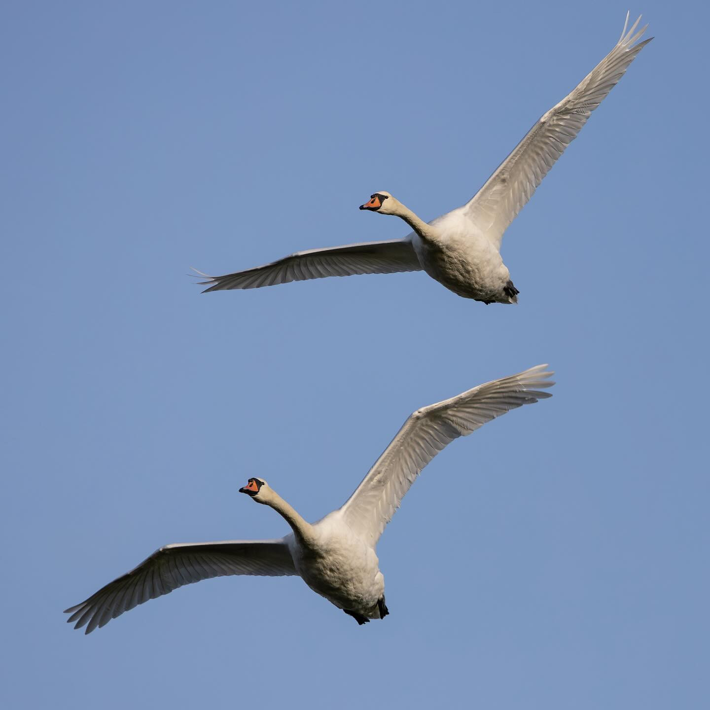 Whooper Swans (sangsvaner). #swansofinstagram #birdsofinstagram #birdphotography #canoneosr6markii #eosr6markii #canon100500rf