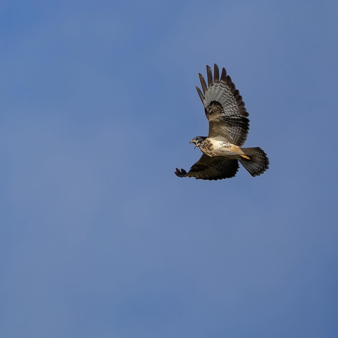 Buzzard (musvåge) #buzzard #buzzardsofinstagram #birdsofprey #birdsofinstagram #birdphotography #canoneosr6markii #eosr6markii