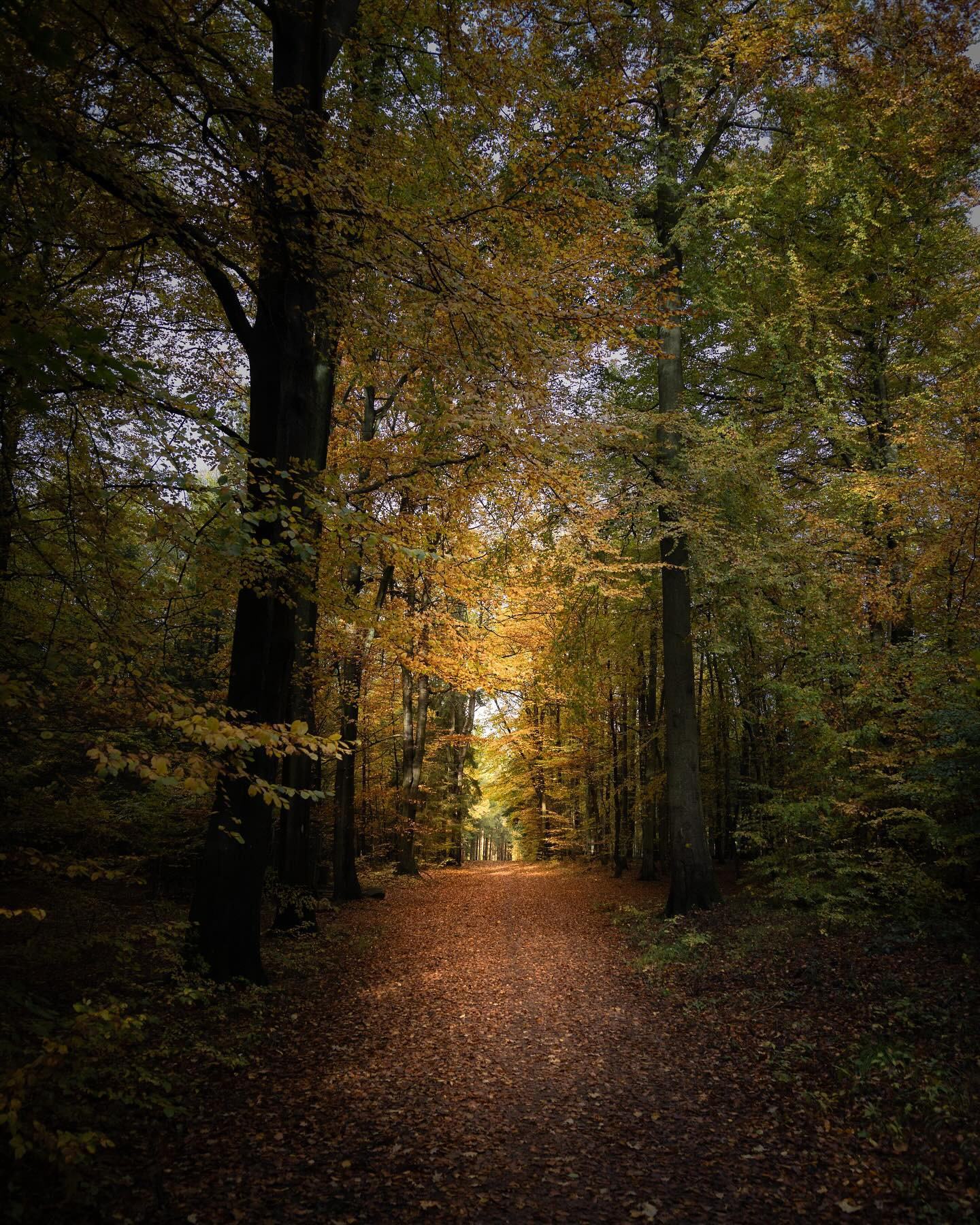 #autumn #autumnvibes #landscapephotography #canoneosr6markii #eosr6markii #sigma24105art