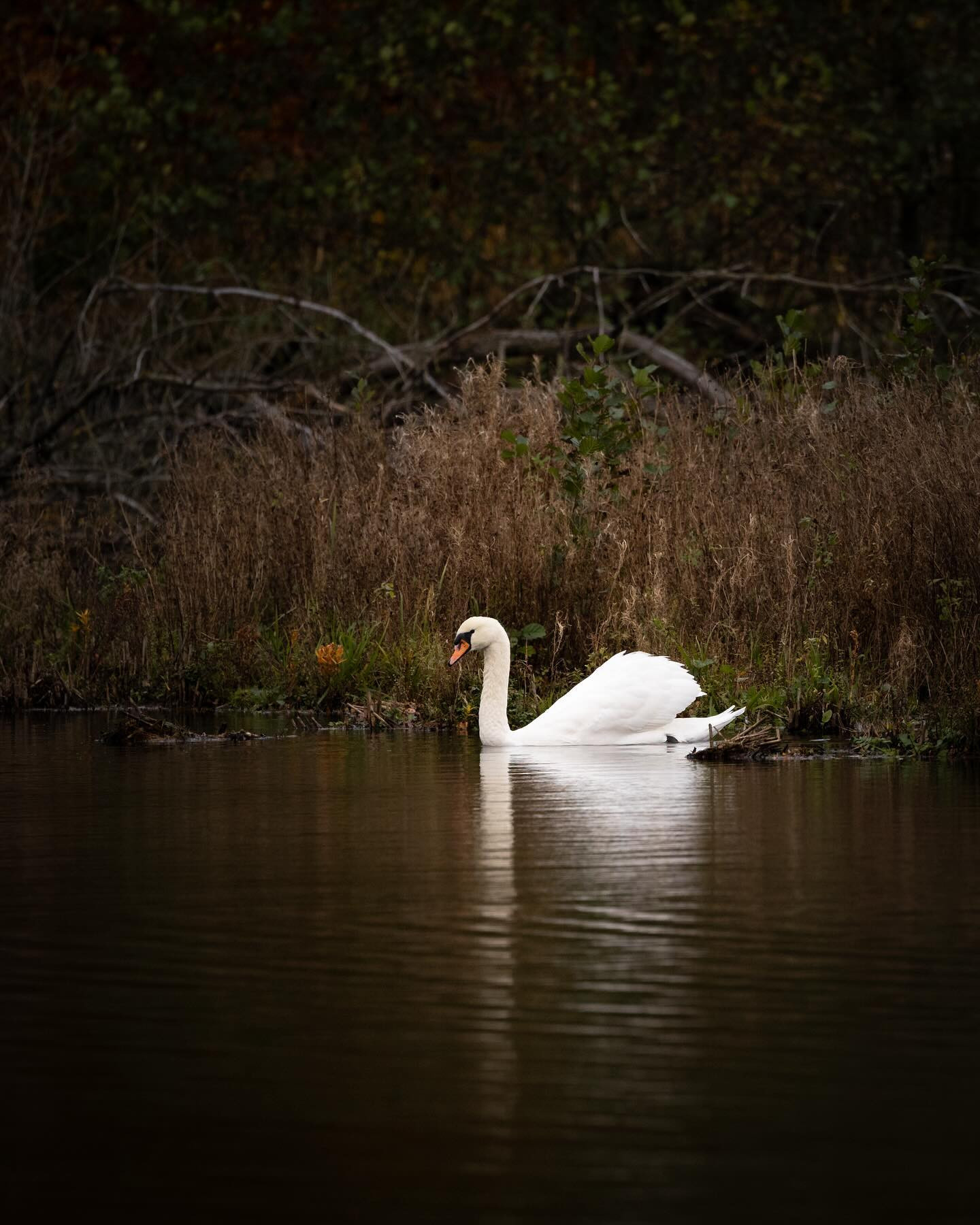 #autumn #autumnvibes #swan #swansofinstagram #canoneosr6markii #eosr6markii #canon100500rf