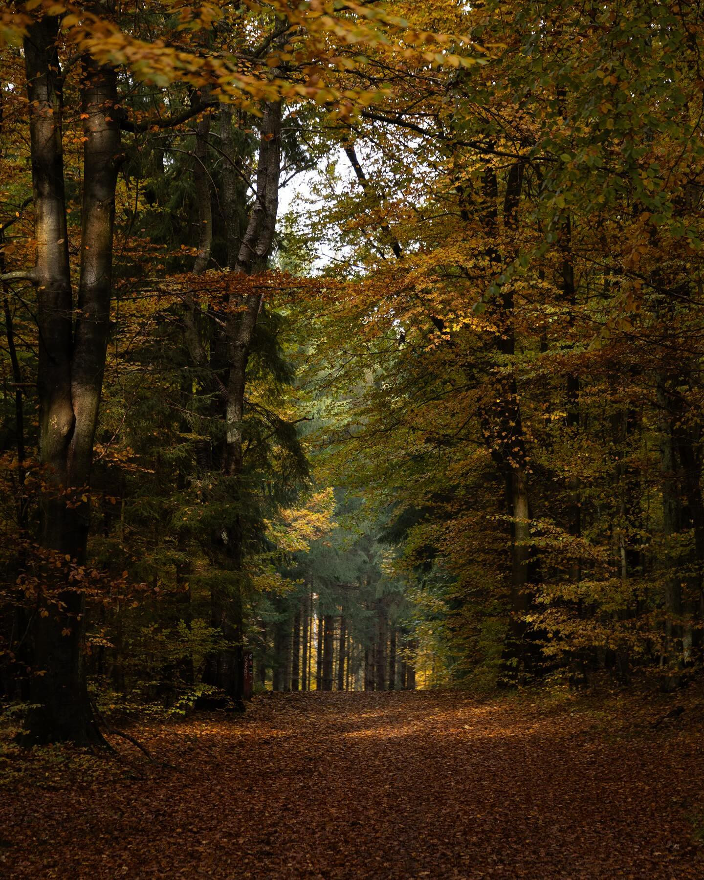 #autumn #autumnvibes #landscapephotography #canoneosr6markii #eosr6markii #canon100500rf