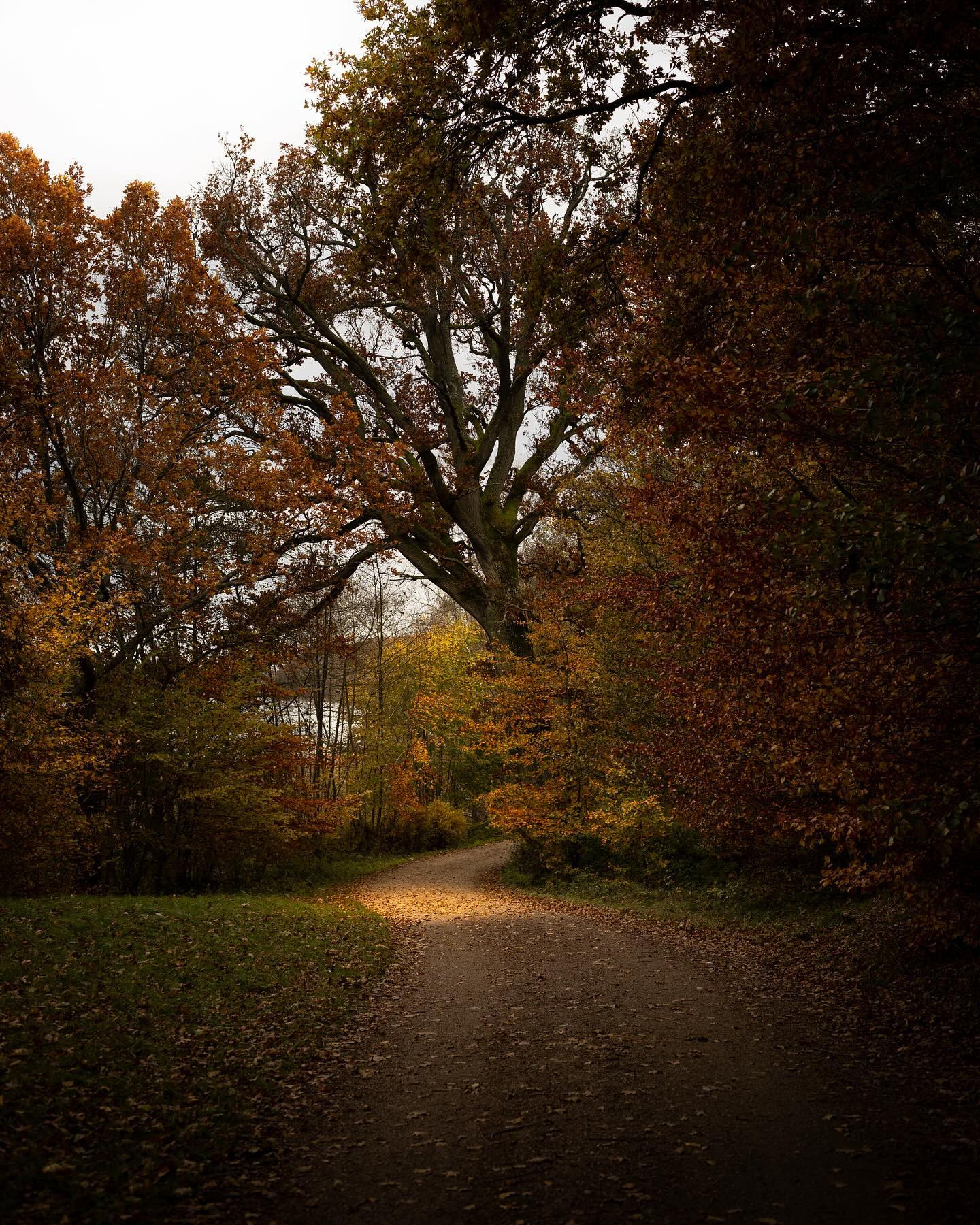 Took the 50 mm f/1.4 EF out for a walk. #autumn #autumnvibes #landscapephotography #canoneosr6markii #eosr6markii #canon50mm14