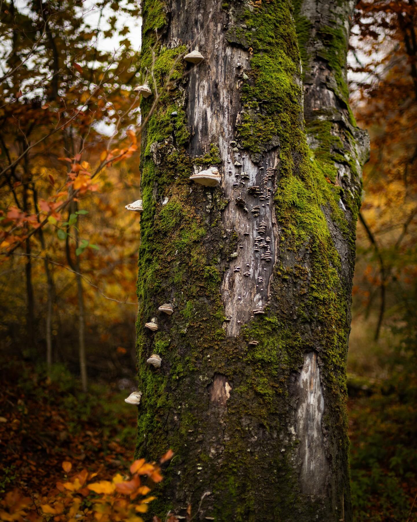 Took the 50 mm f/1.4 EF out for a walk. #autumn #autumnvibes #canoneosr6markii #eosr6markii #canon50mm14