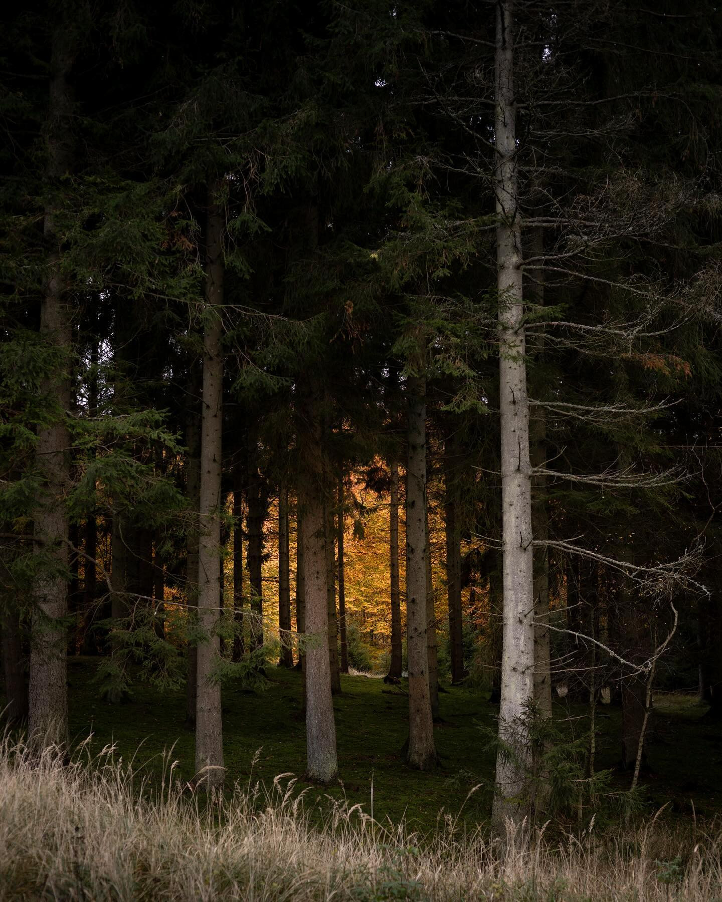 Took the 50 mm f/1.4 EF out for a walk. #autumn #autumnvibes #landscapephotography #canoneosr6markii #eosr6markii #canon50mm14